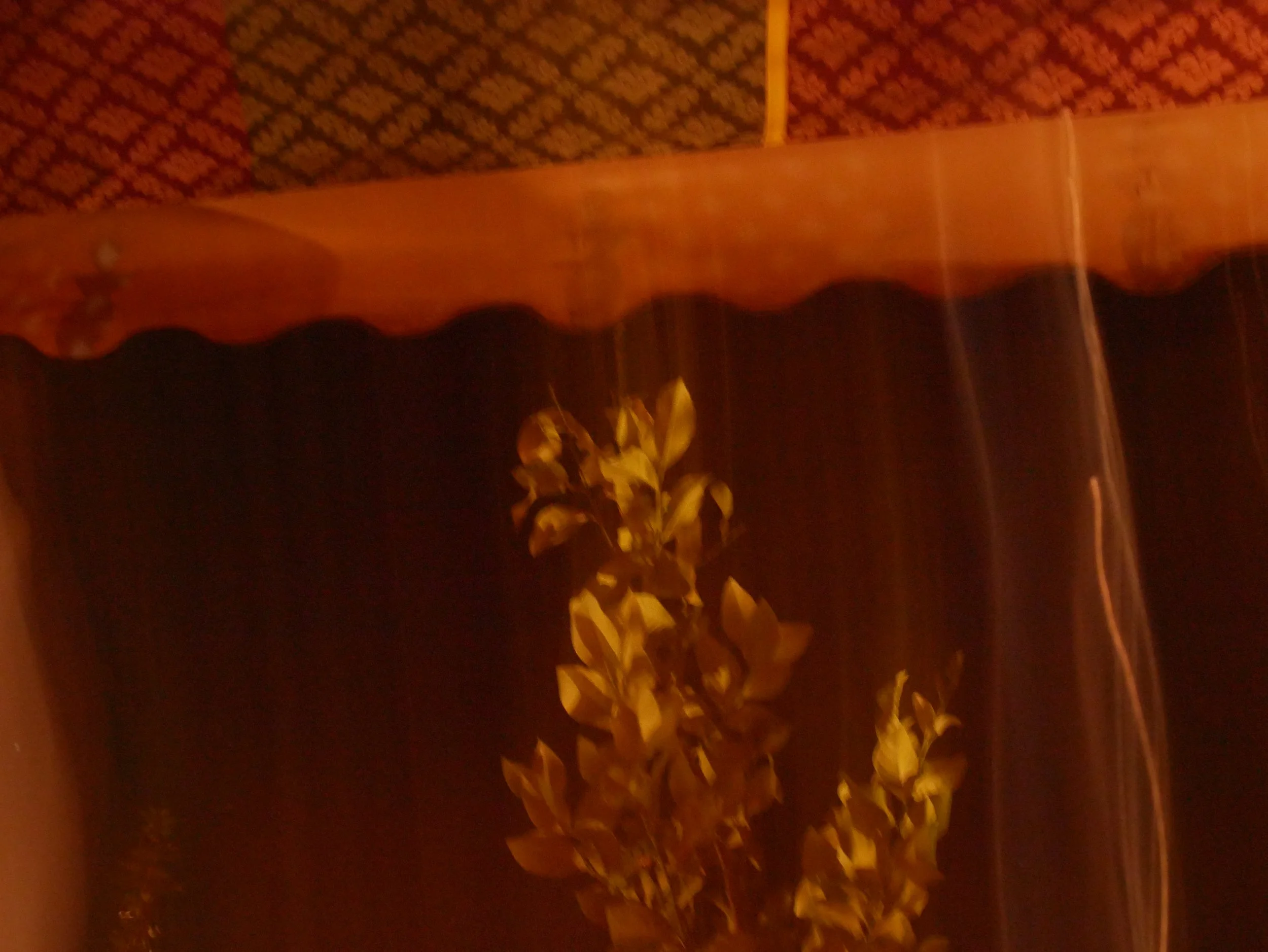 silver leaves, at night - 2019 - Digital photograph