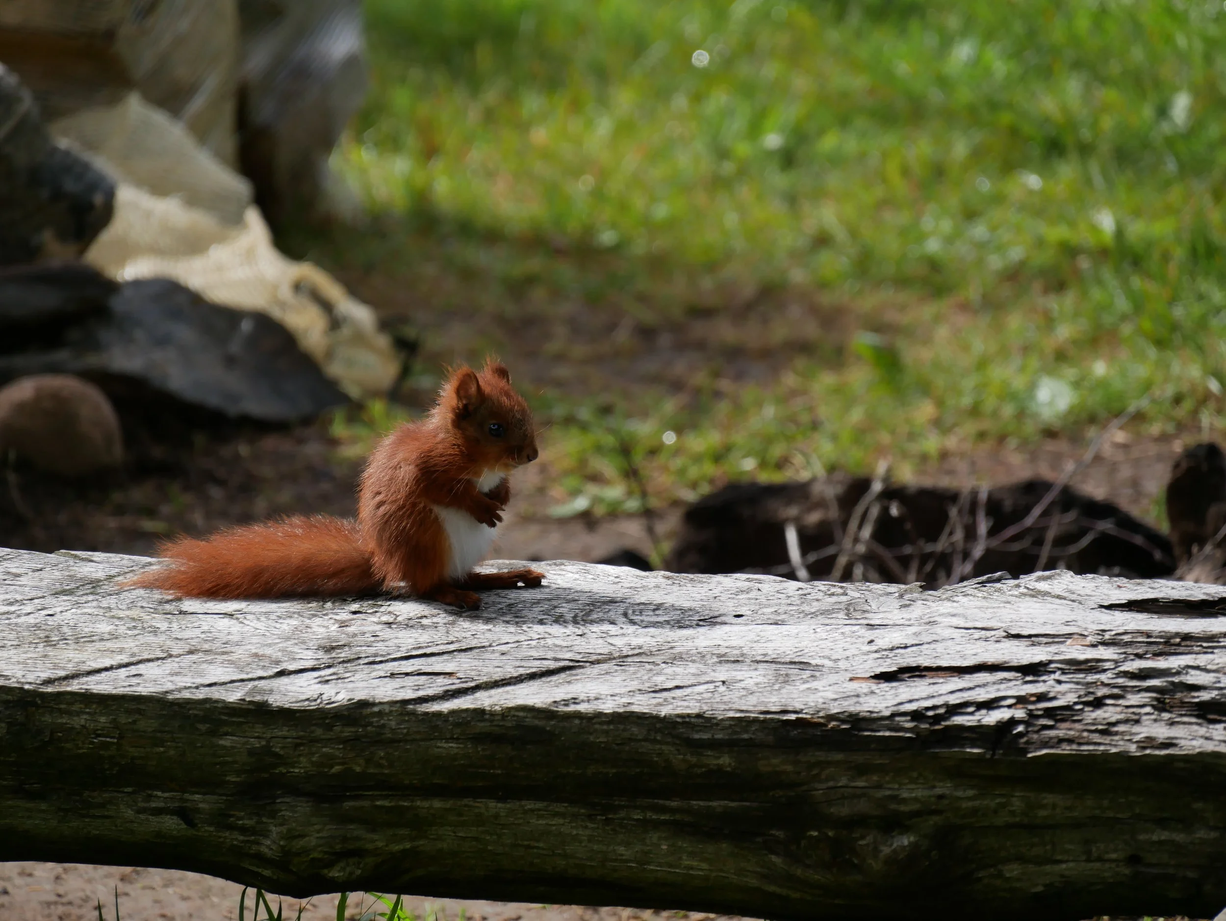 wild squirrel 2 - 2026 - Digital photograph