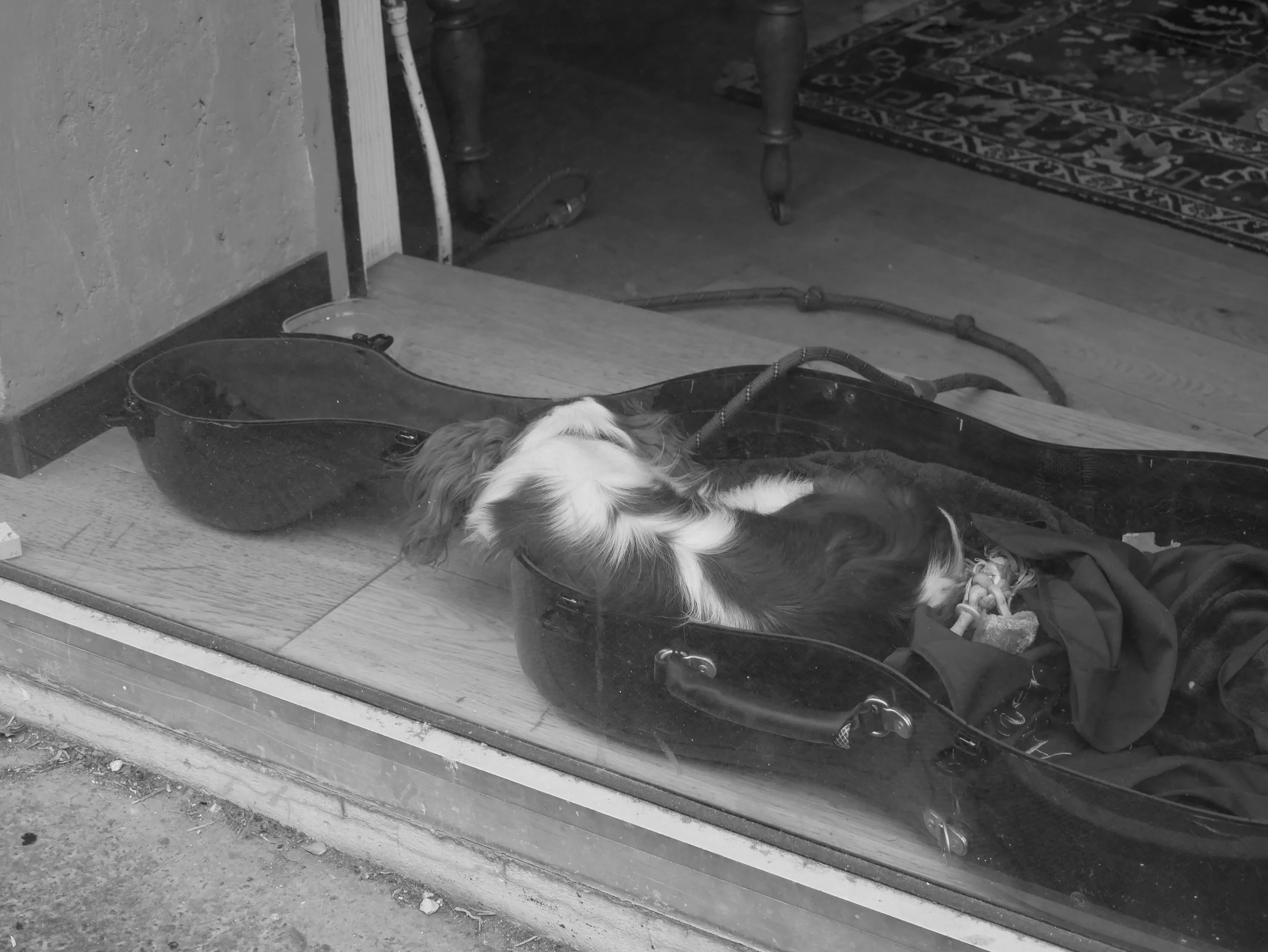 chien dans un étui à violoncelle dans une vitrine - 2025 - Digital photograph