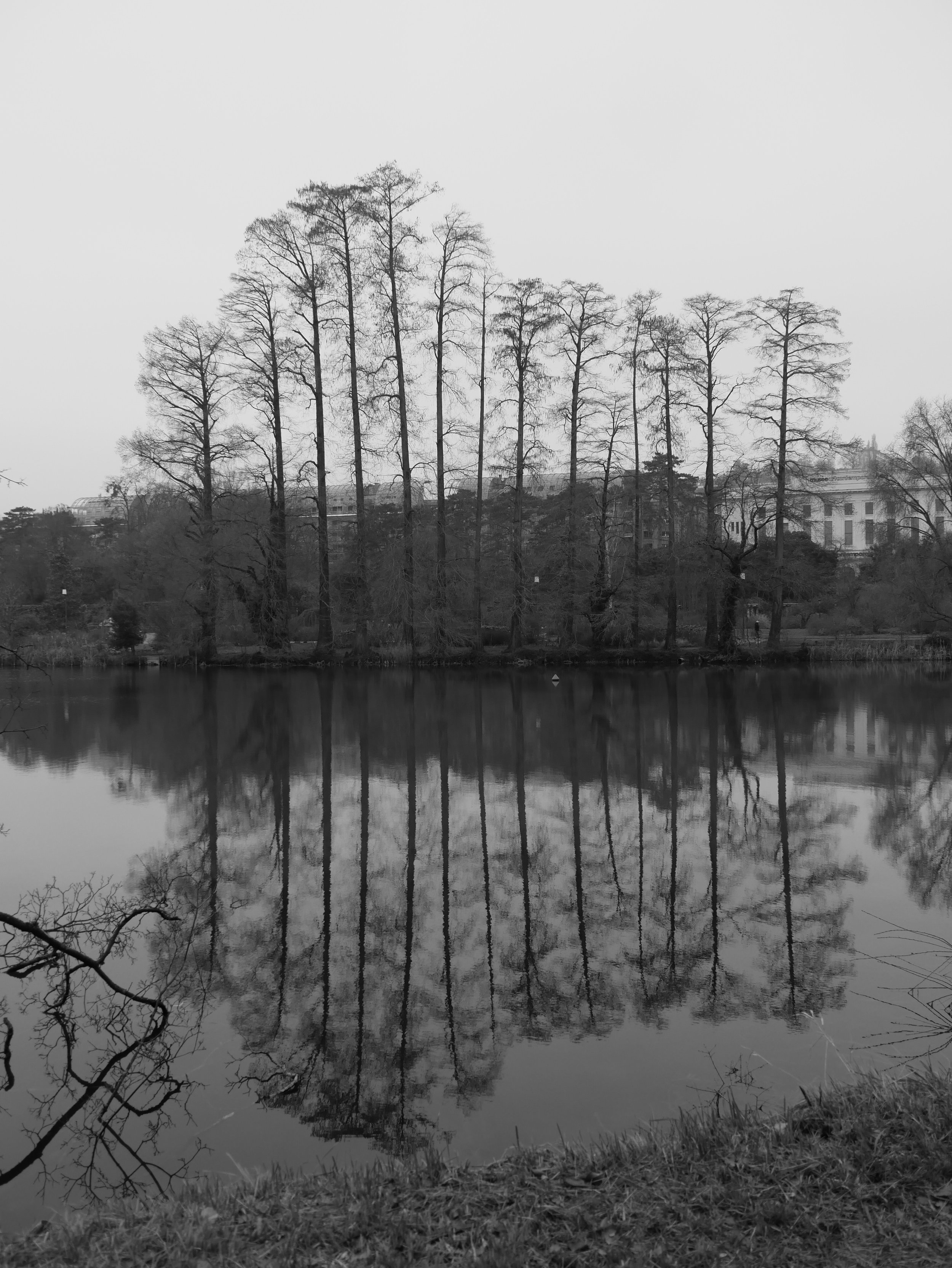 arbres nus alignés au Parc de la Tête d'Or - 2025 - Digital photograph