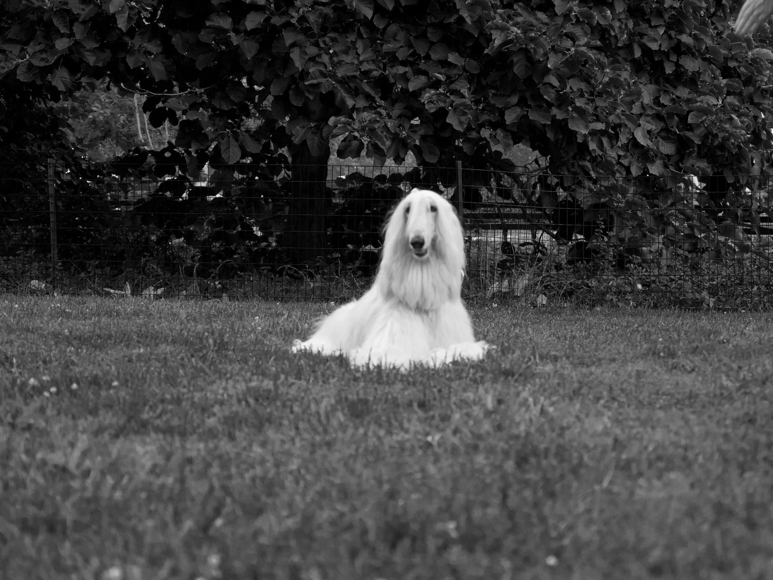 ghost - 2025 - Digital photograph