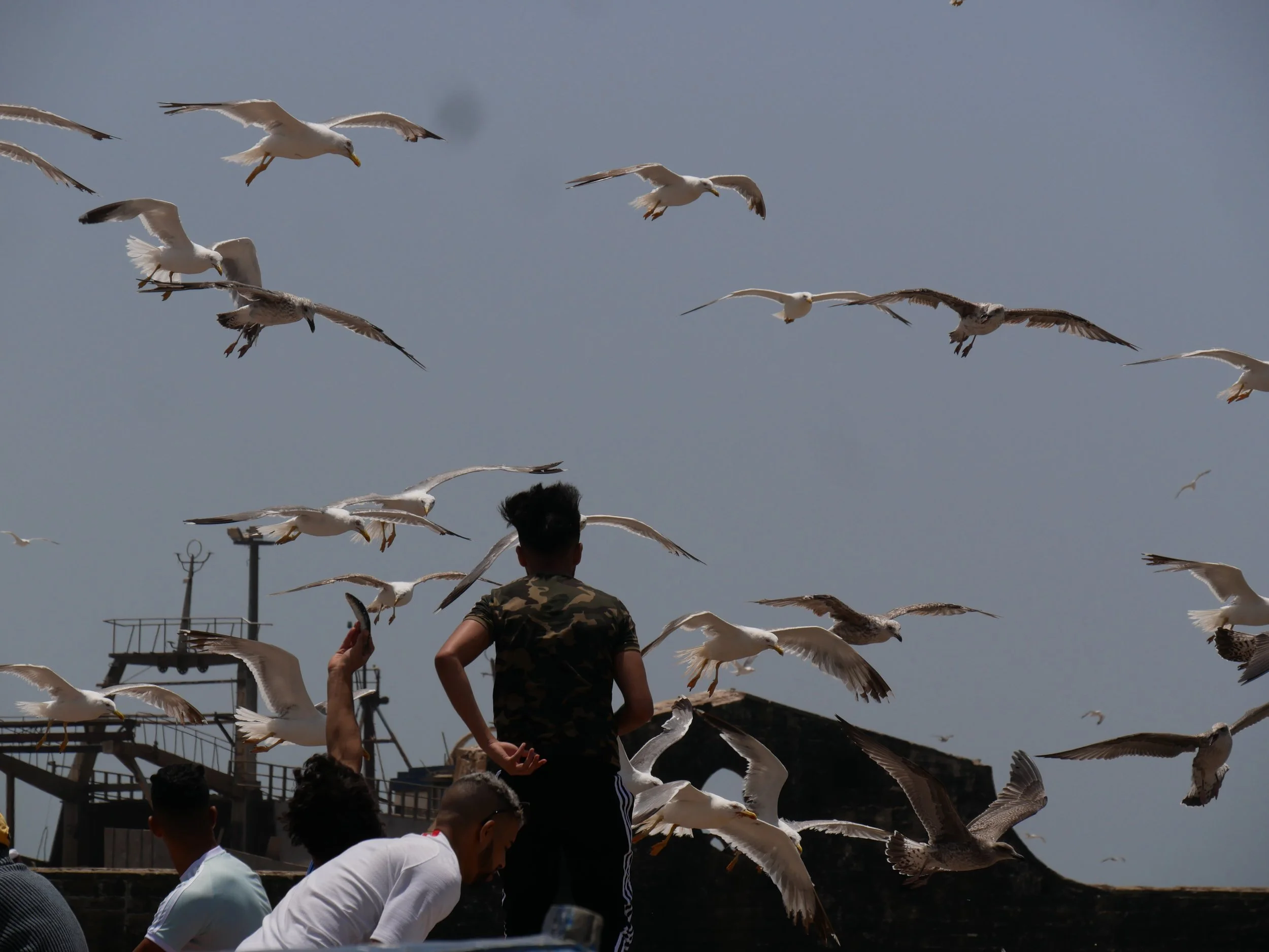 birds in Essaouira - 2019 - Digital photograph