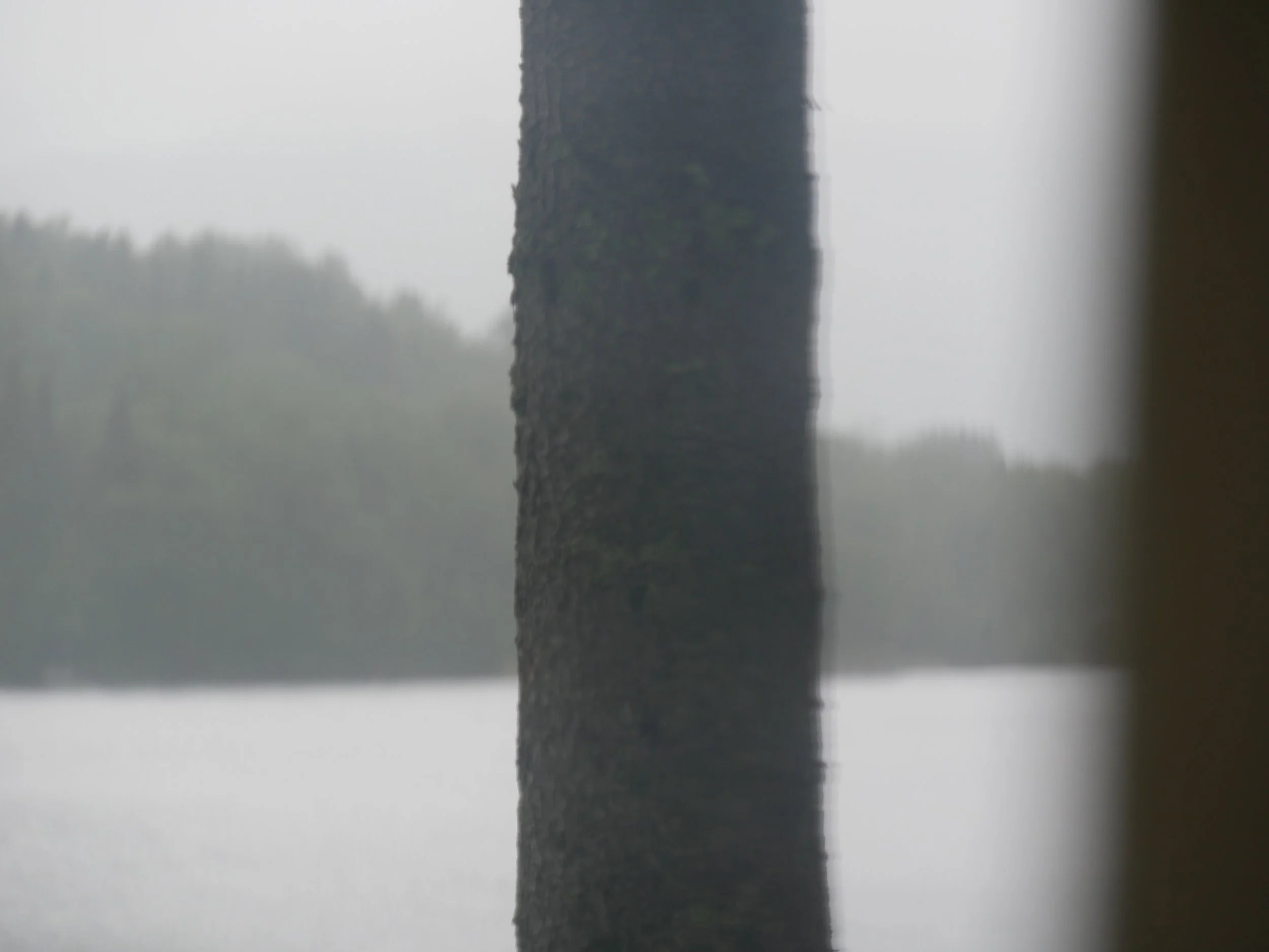 tree - 2026 - Digital photograph