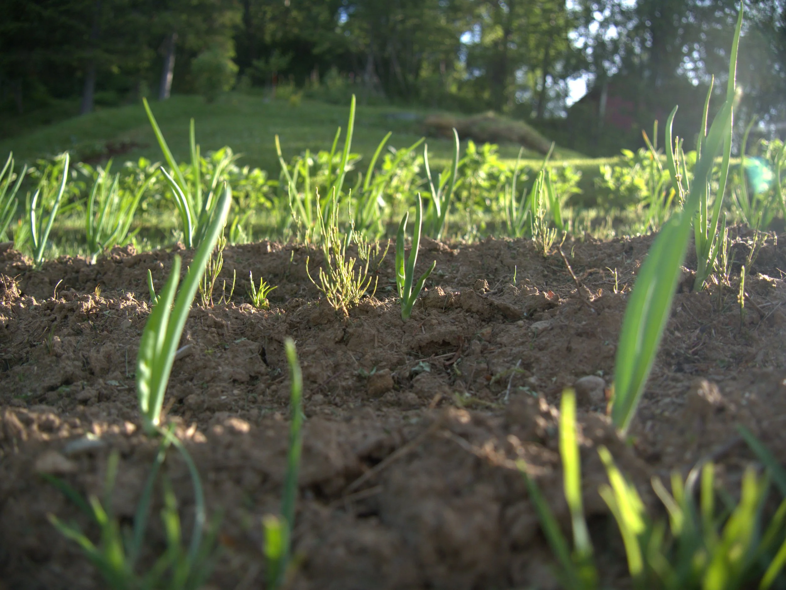 sprouts in the garden - 2025 - Digital photograph
