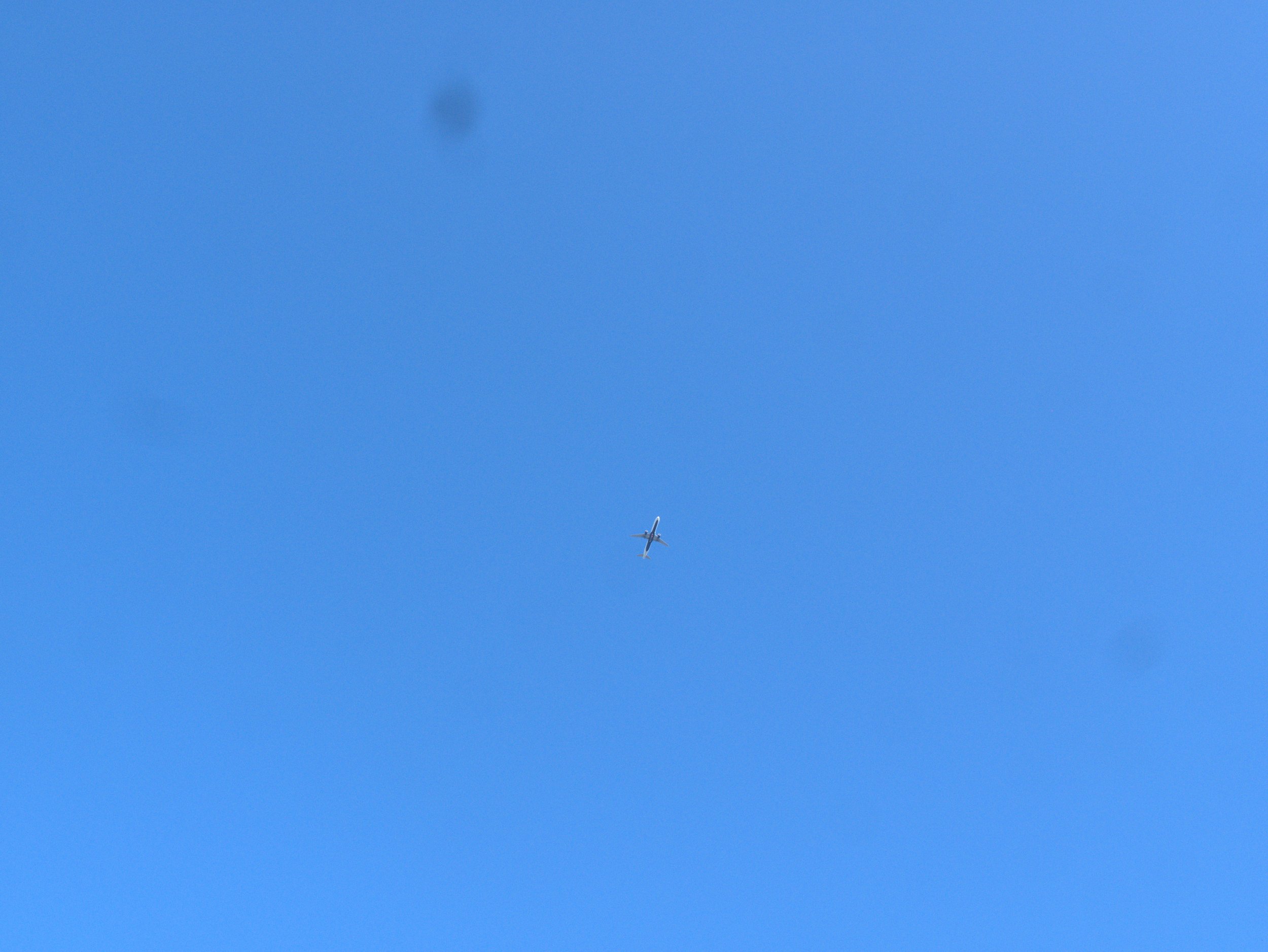 bird - 2025 - Digital photograph