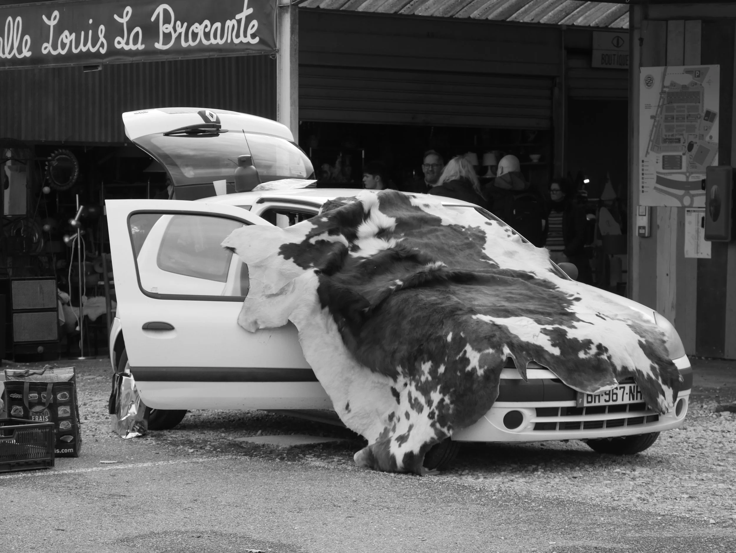 cowhide on a car - 2025 - Digital photograph