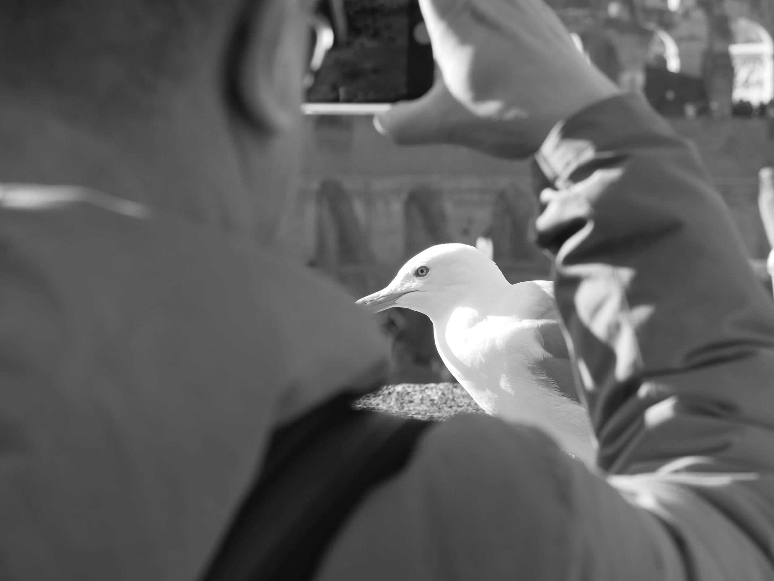 petit colosse - 2025 - Digital photograph