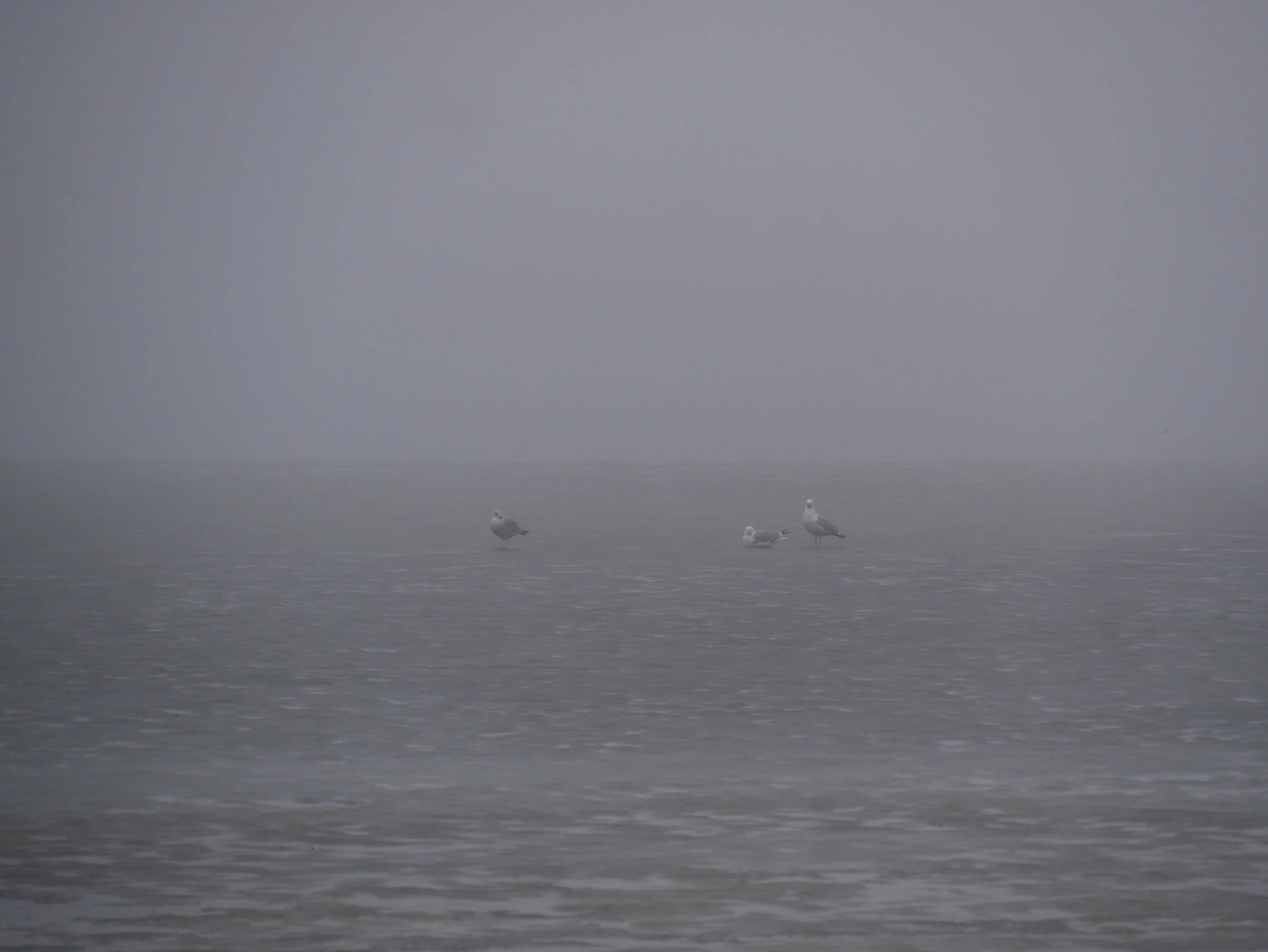 three birds on the frozen fjord - 2025 - Digital photograph