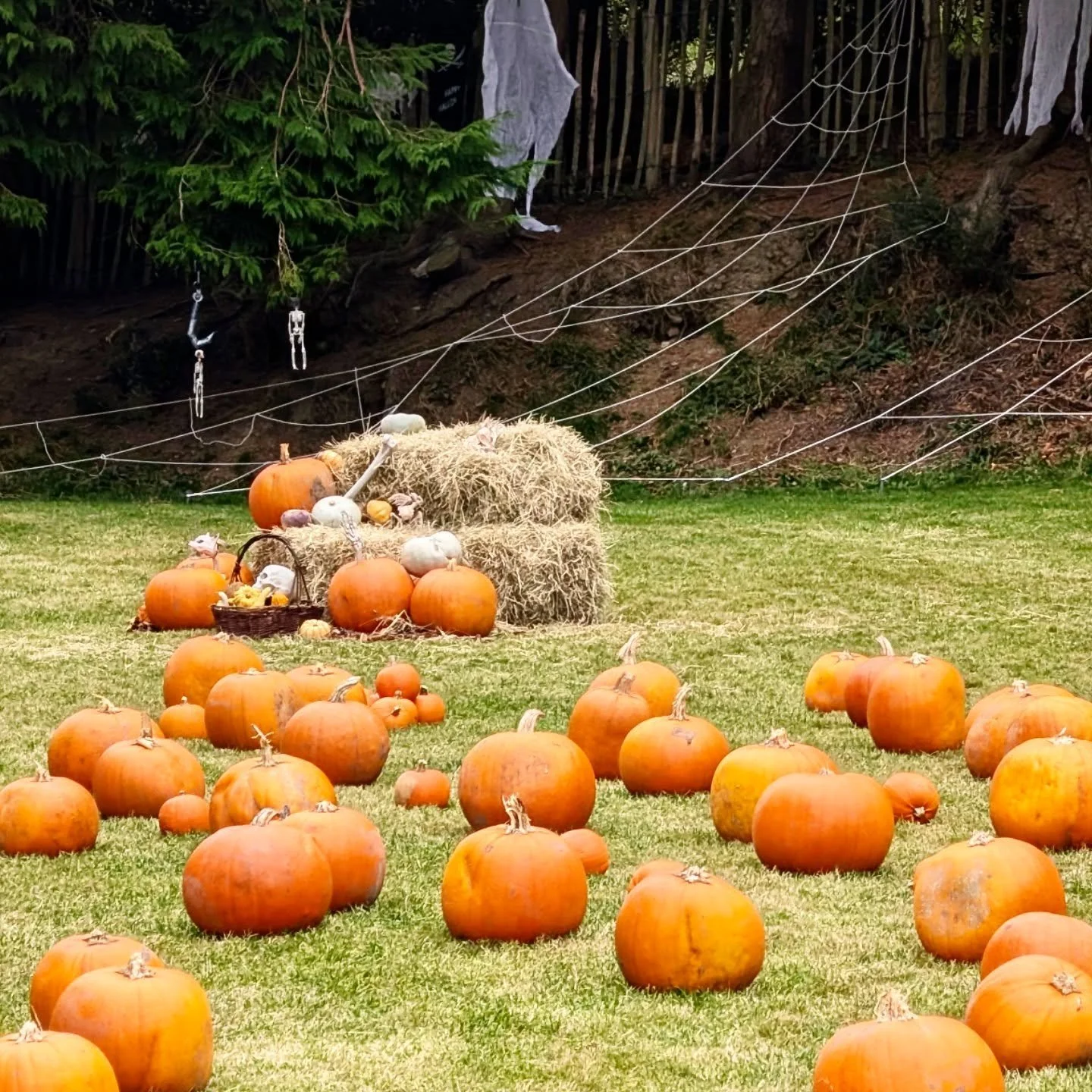 And that's a wrap on our Harvest Festival. Thank you to everyone who came up and made it such an incredible day 🥮🍂🍁🪾