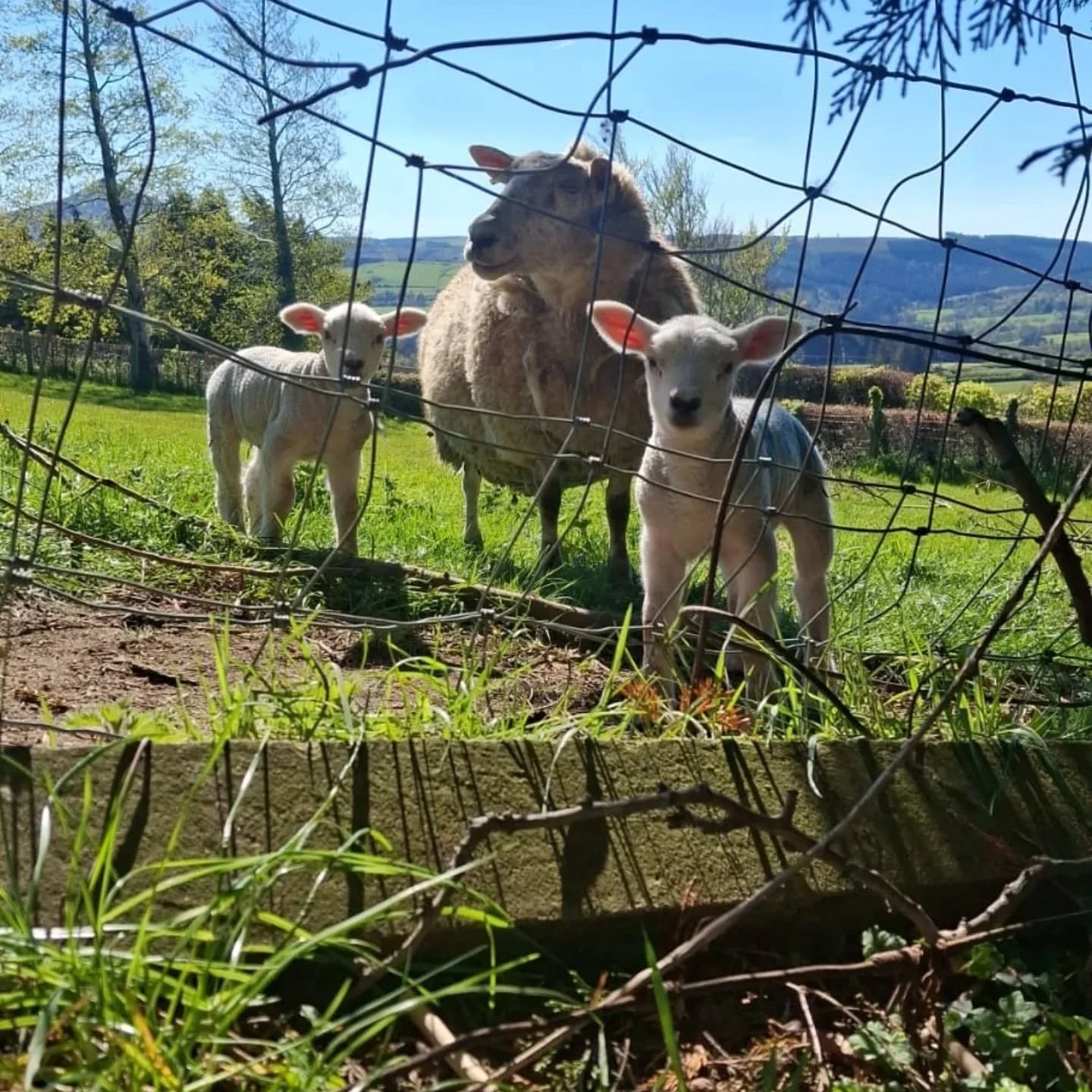 Look who popped their head over the fence to say hi at break time today! Great to meet the new additions to the community 🐑