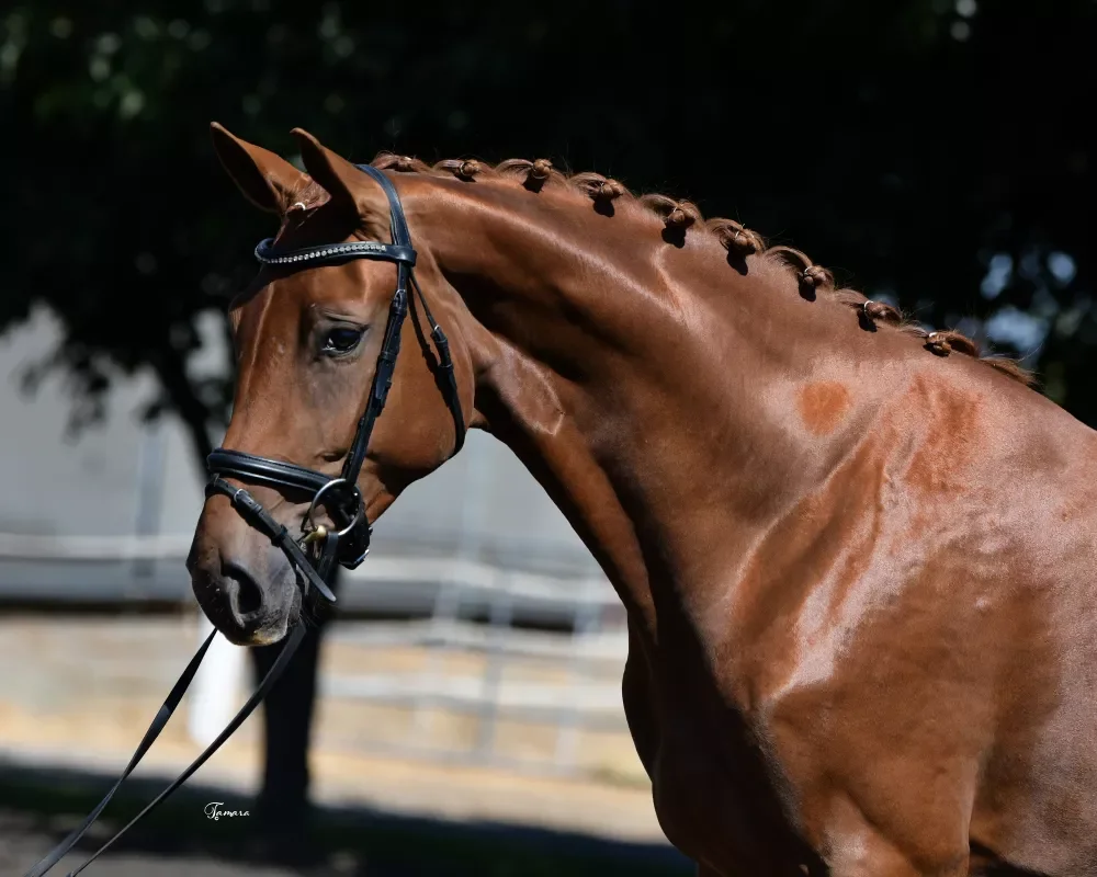 CNDC 23 Sonatina N 8867.jpeg.webp