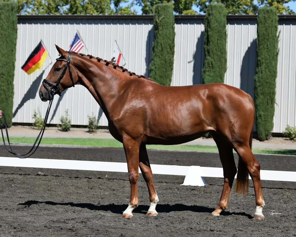 CNDC 23 Sonatina N 8862.jpeg-1.webp