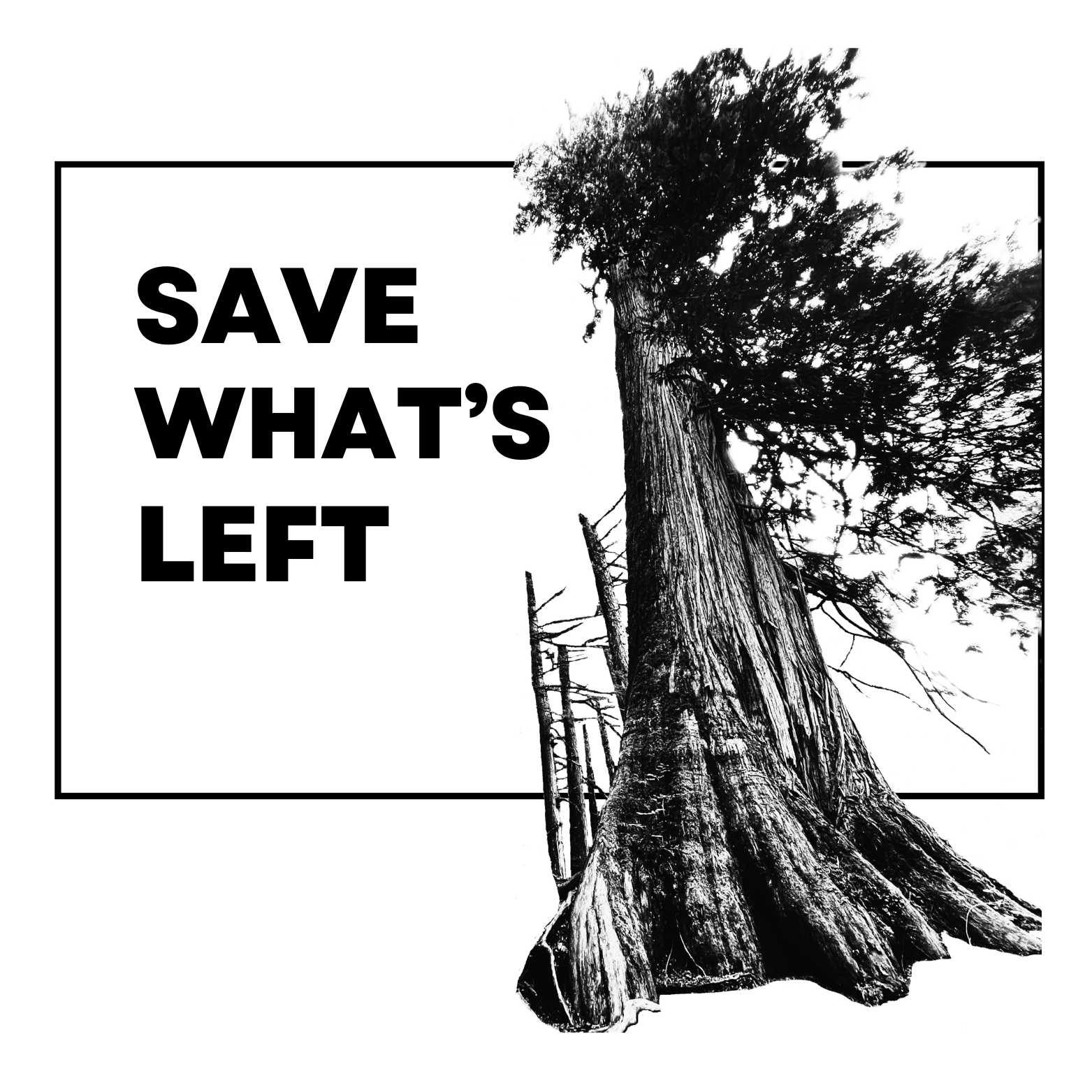 Save What's Left: BCTS Discussion Paper