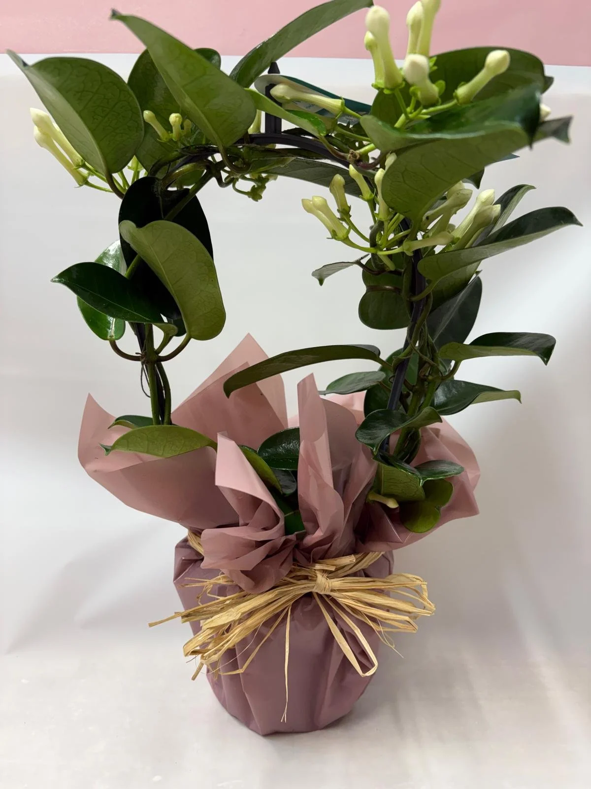 Mothering Sunday Madagascar Jasmine