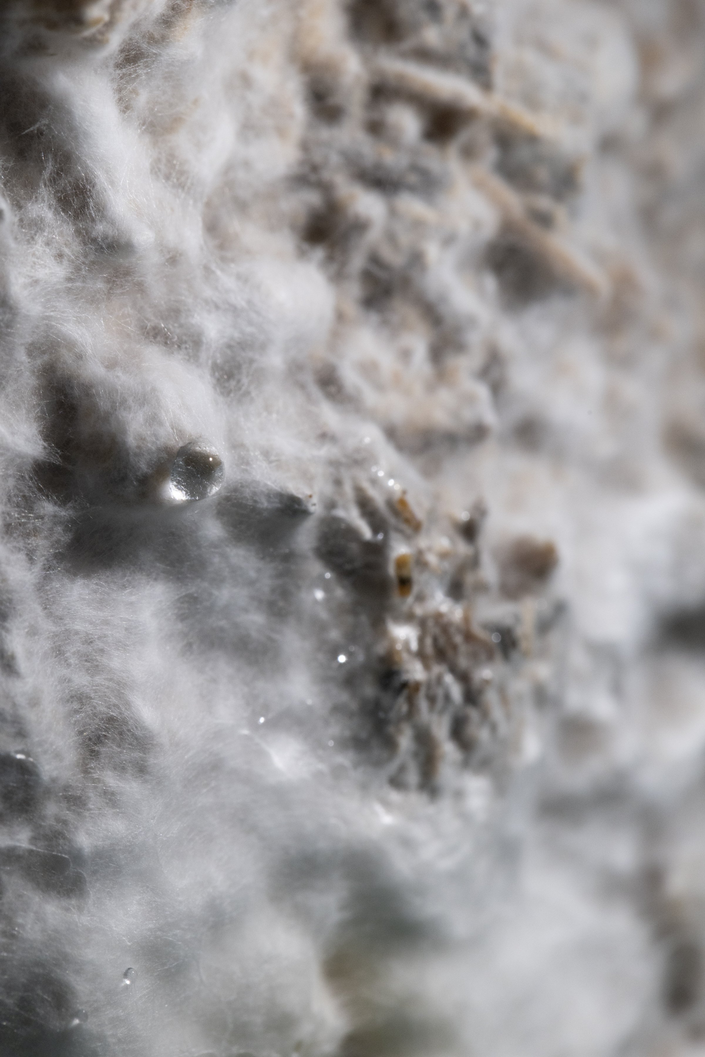 Close-up of the mycelium surface growing inside Monterr Lab, highlighting its organic textures and spongy, fluffy structure.
