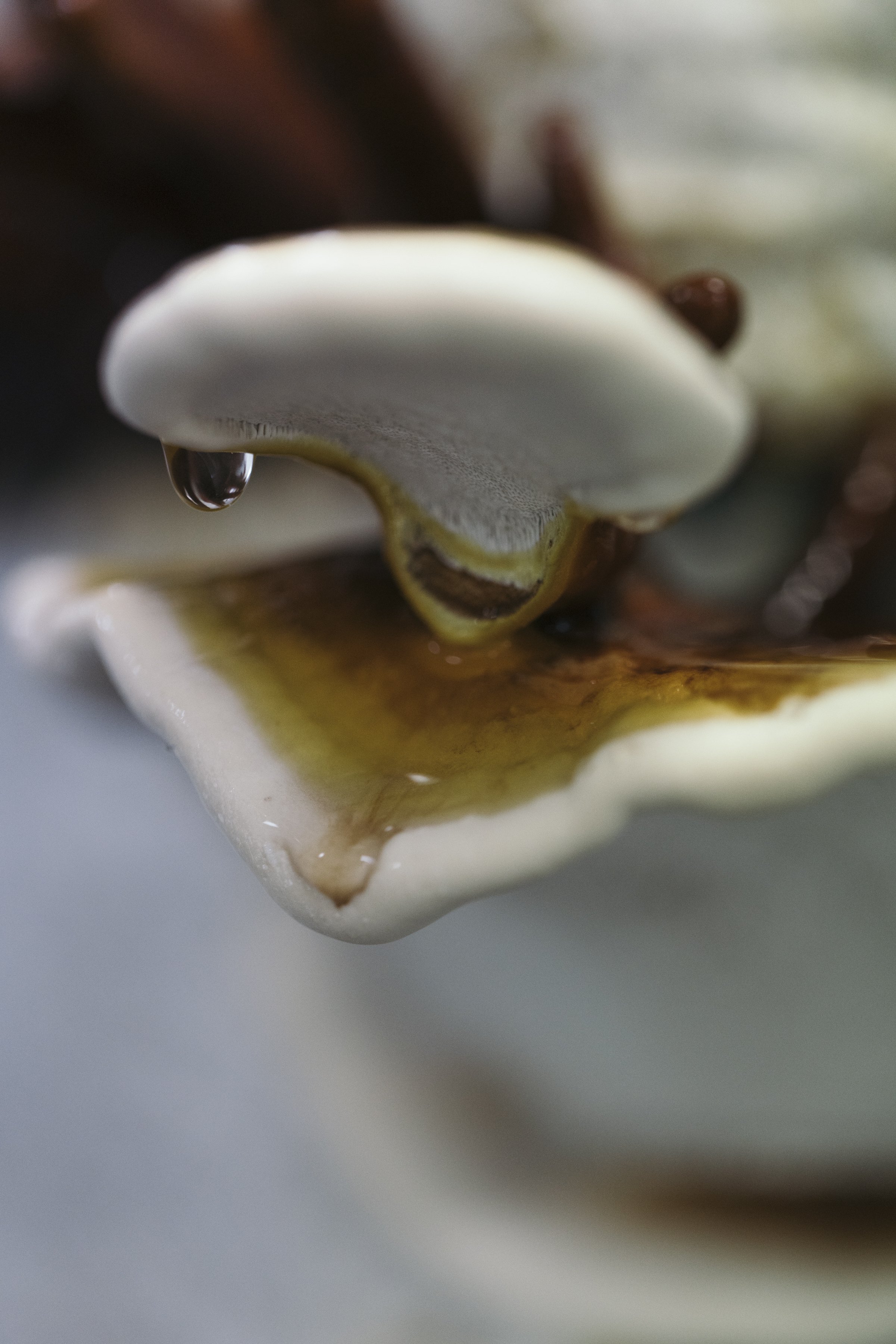 Close-up of a mushroom inside Monterr Lab, showing detailed gills with a drop of liquid hanging from the edge.