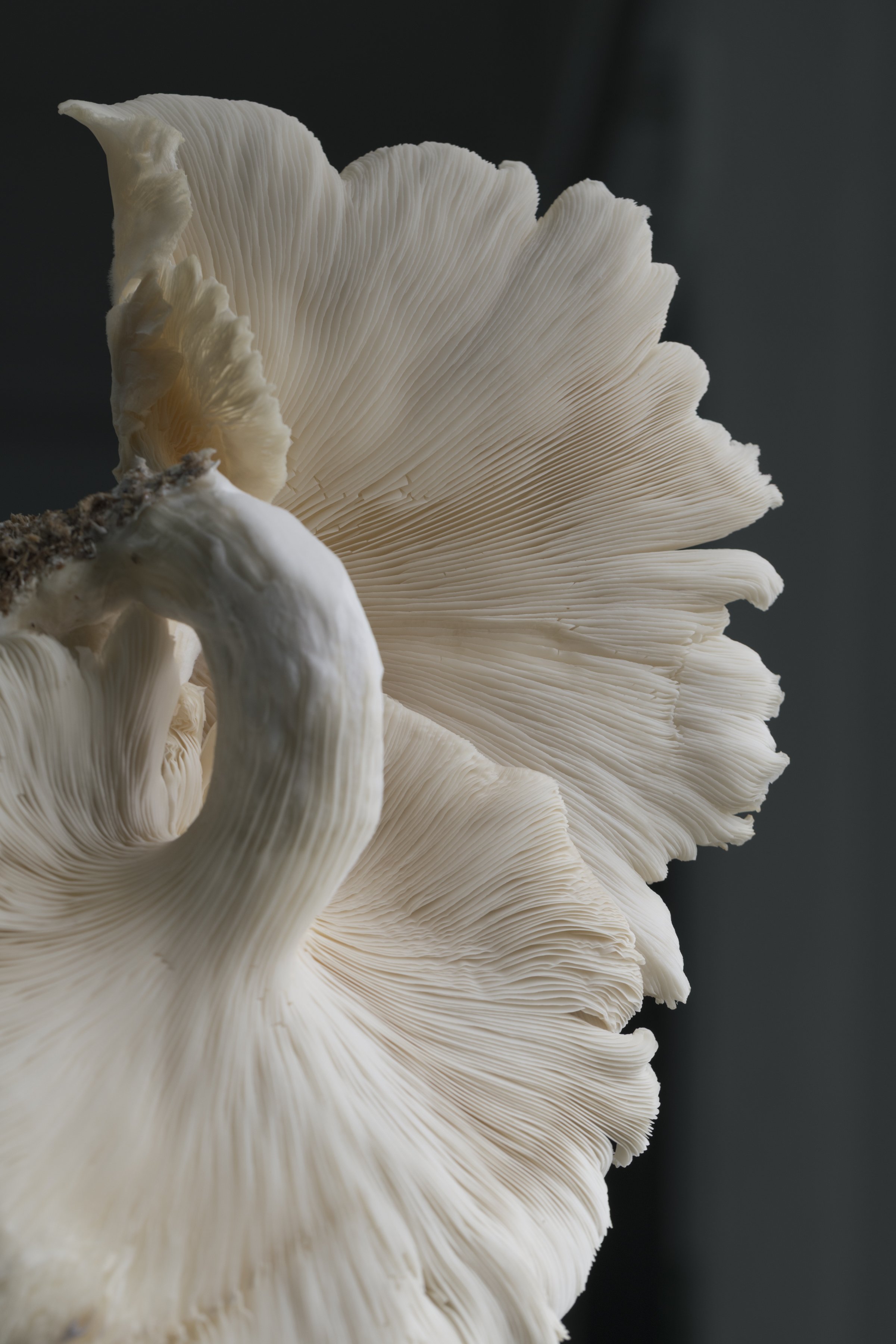 White mushroom with visible gills and stem against a dark background inside Monterr Lab.