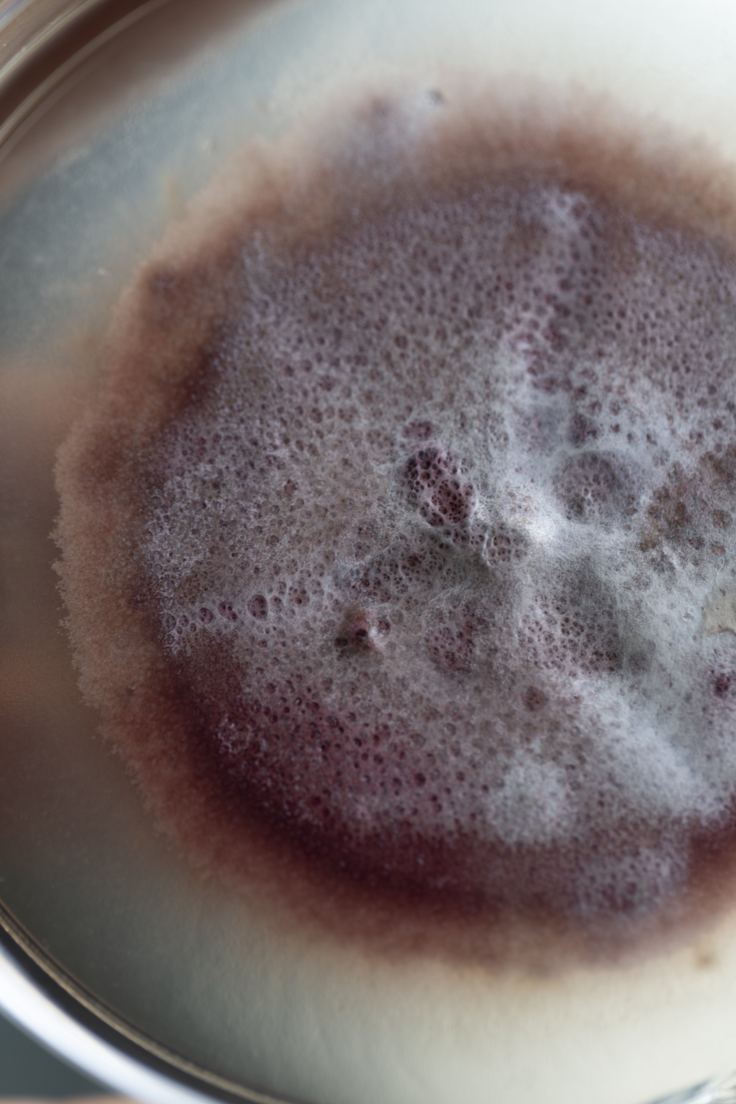 Close-up of mycelium growing inside Monterr Lab, showing its organic textures and fibrous structure.