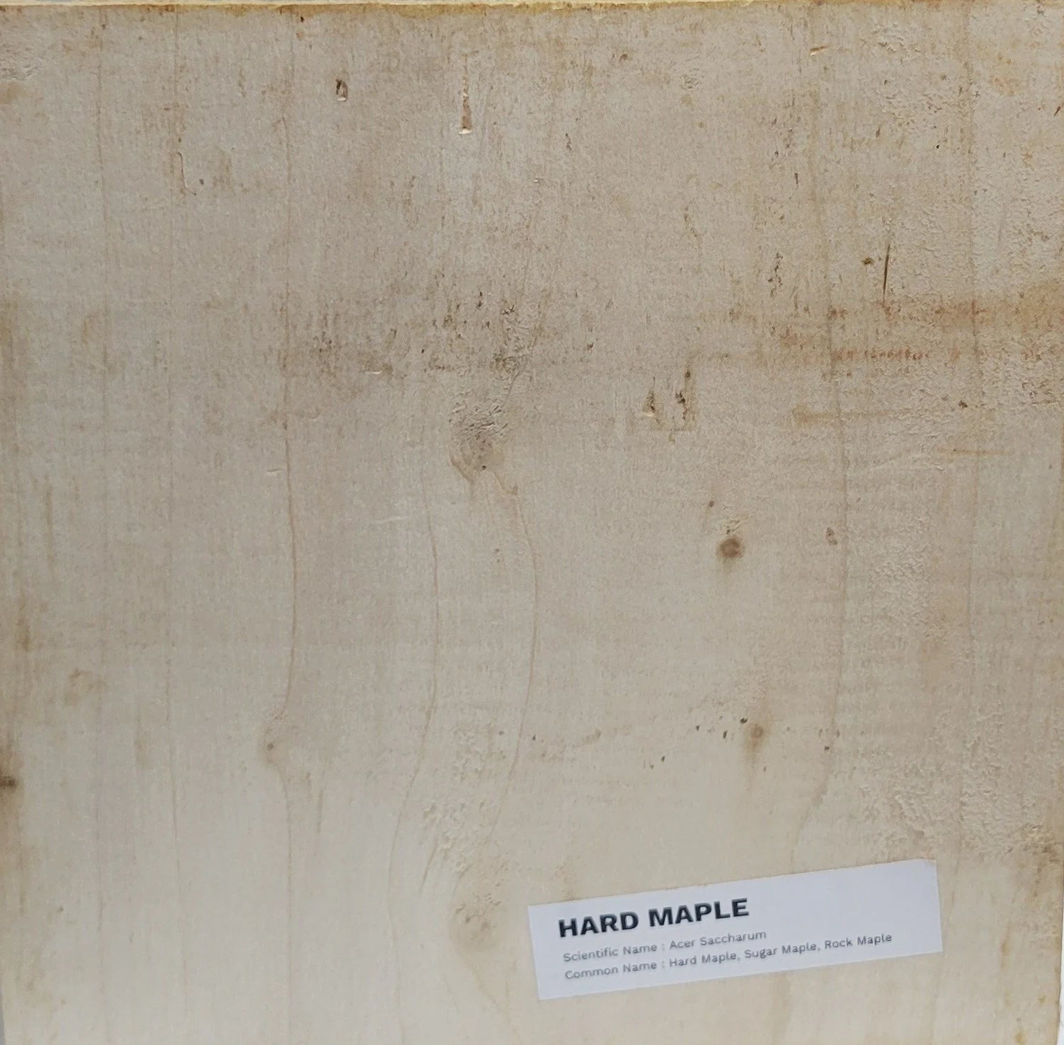 Hard Maple
