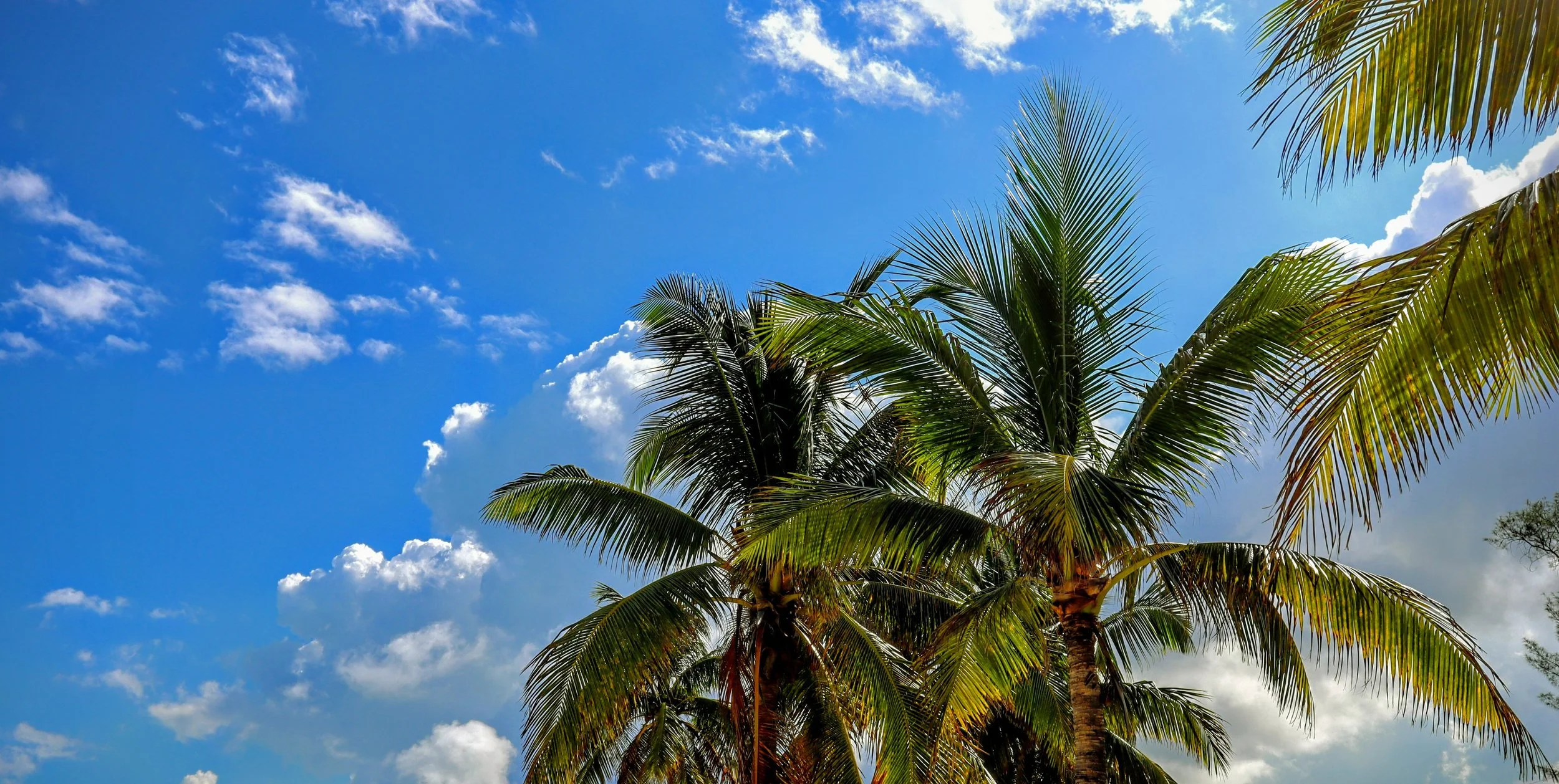 Palm Trees and Blue Sky