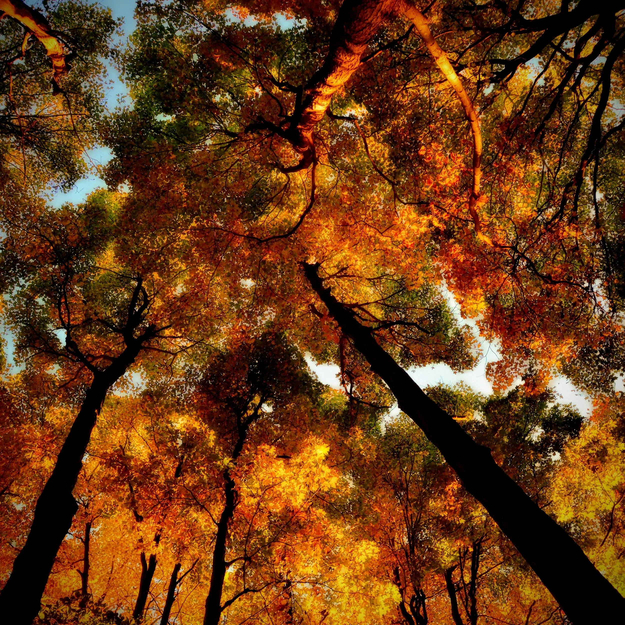 AI Autumn