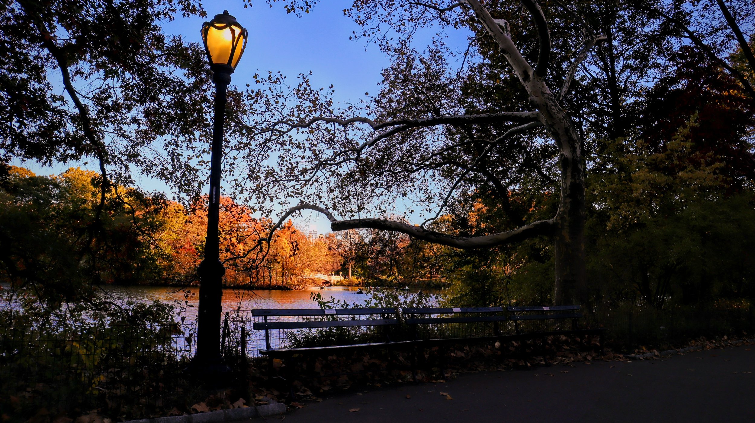 Central Park Bench in Fall