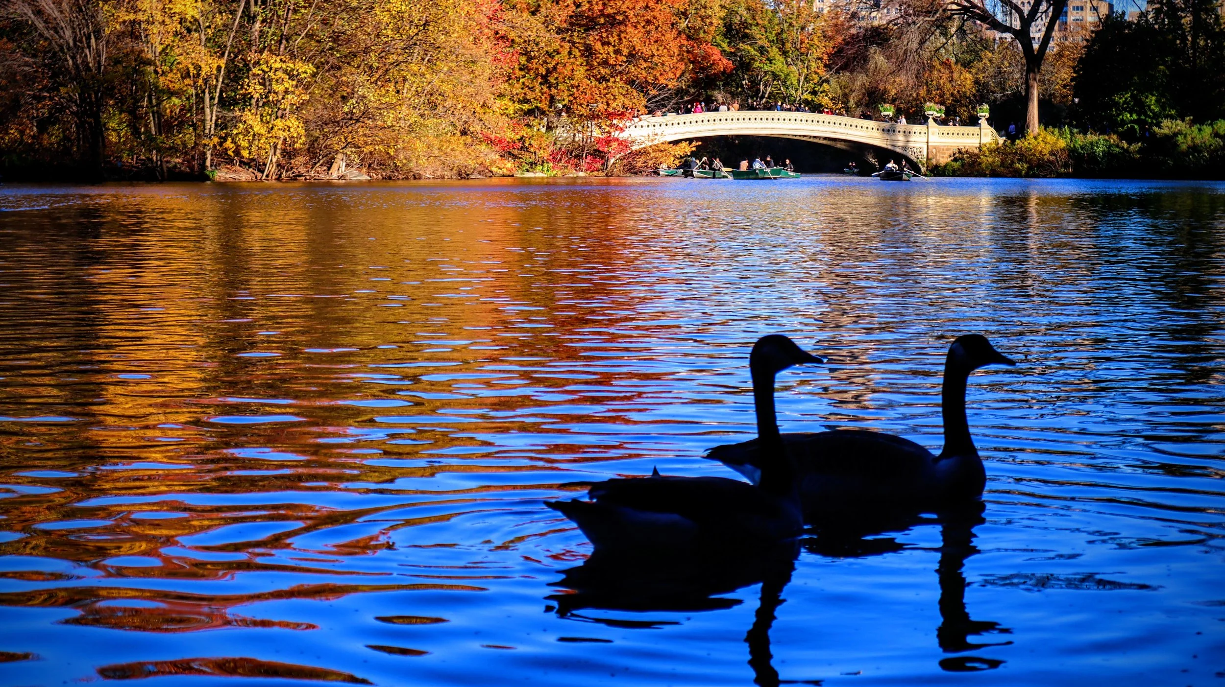 Central Park Swans in Fall