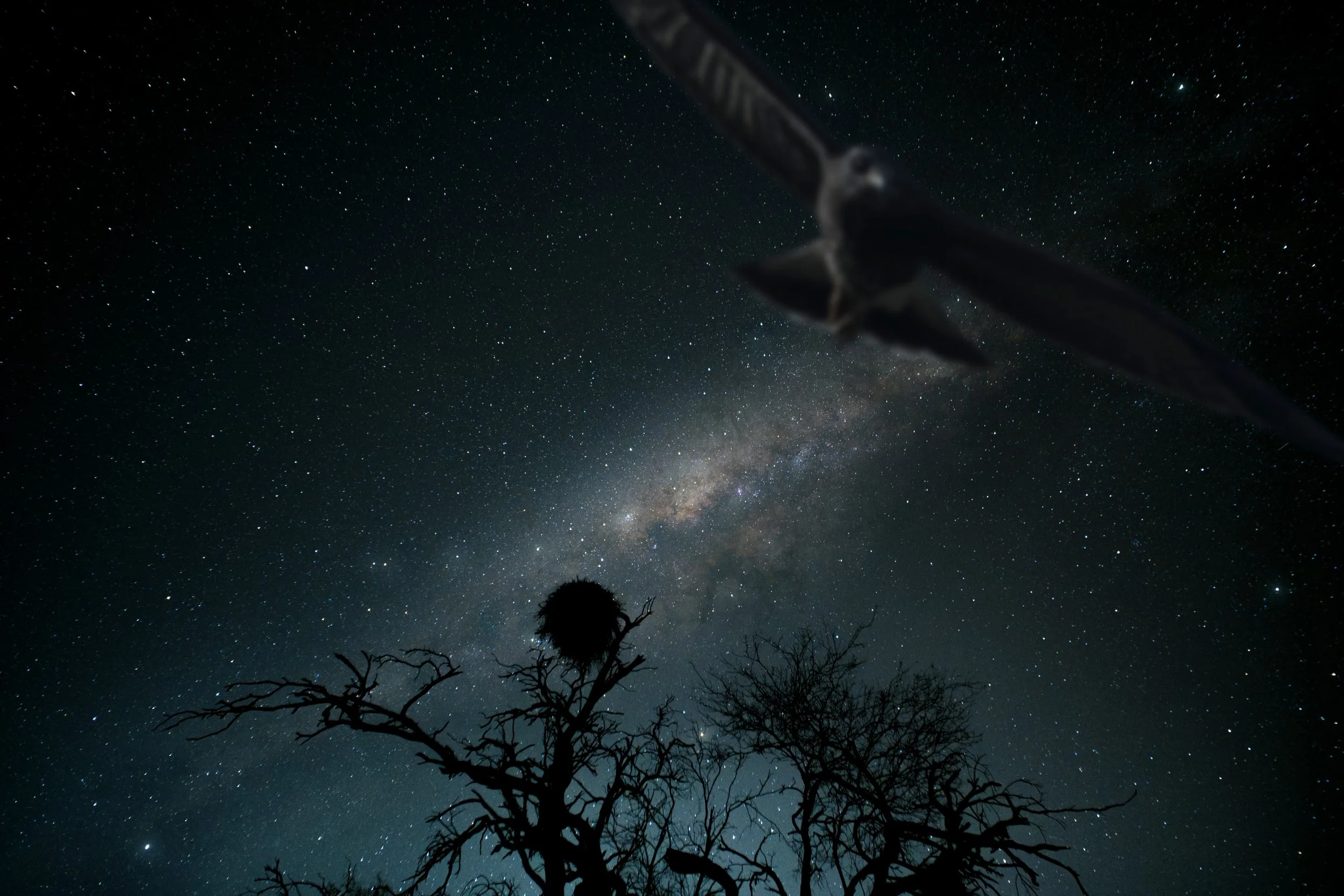 Midnight Caracolero