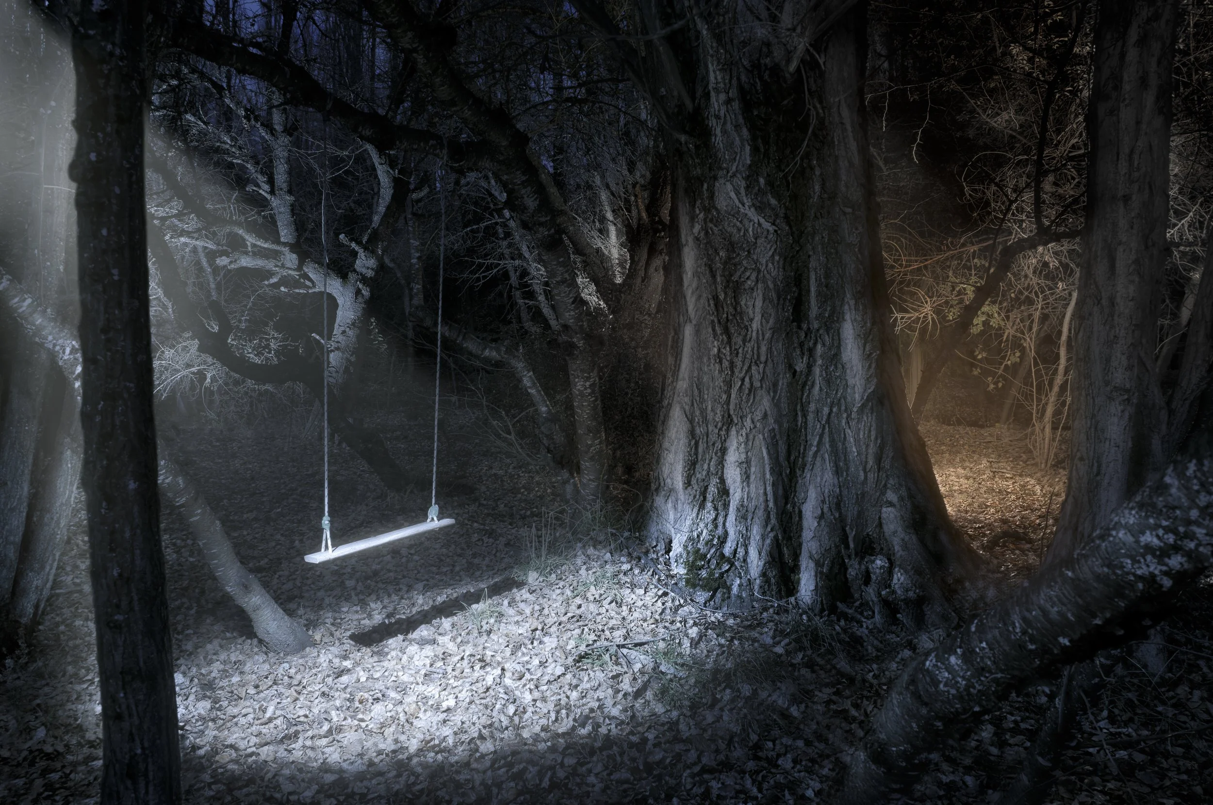 A Place in The Forest