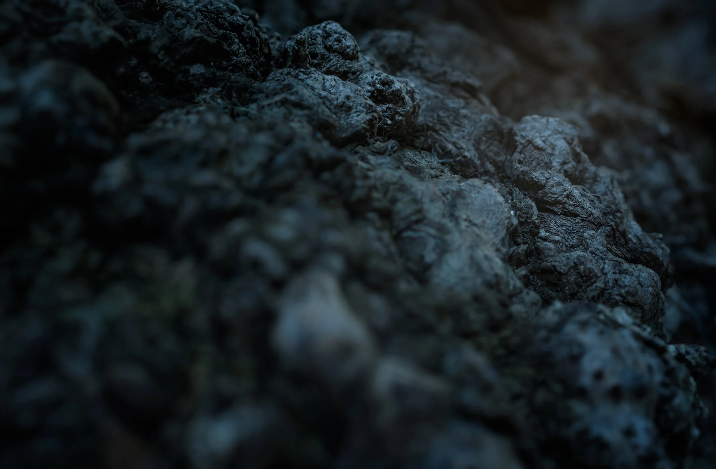 Tree Bark