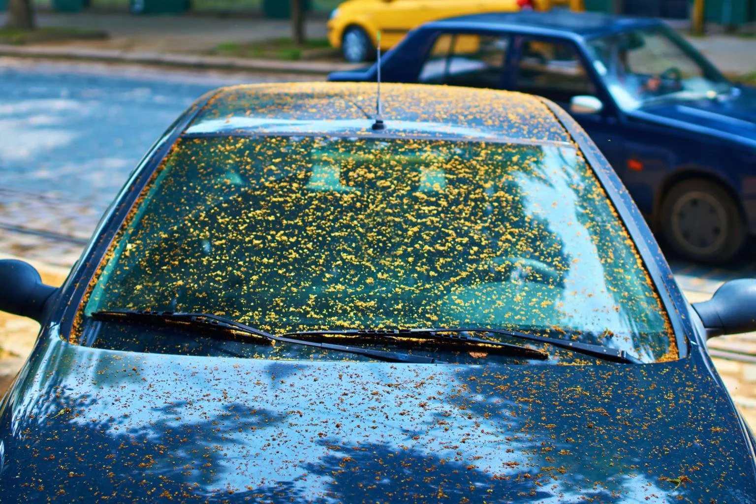 pollen.jpg
