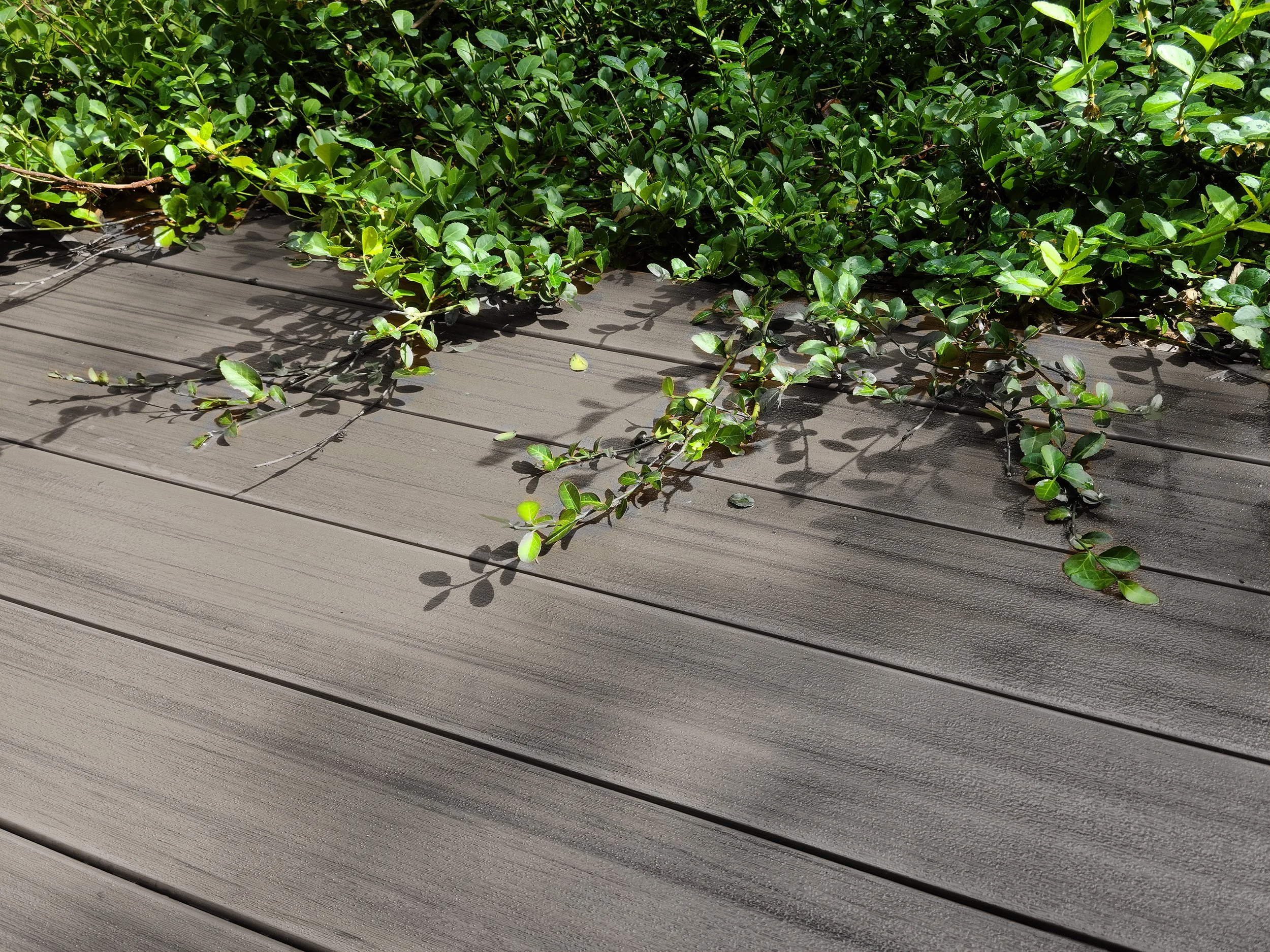 Green leafy vine growing along dark wooden planks, casting shadows on the surface.