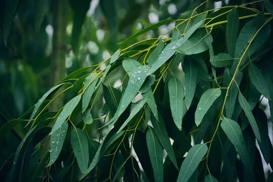 Close-up of green eucalyptus leaves with water droplets.