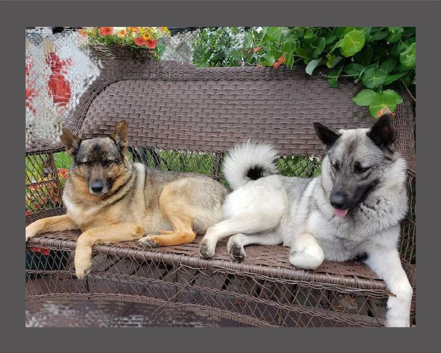 Two dogs, one tan and black, and the other white and gray, are lying on a brown woven outdoor sofa with a garden background of green leaves and colorful flowers.