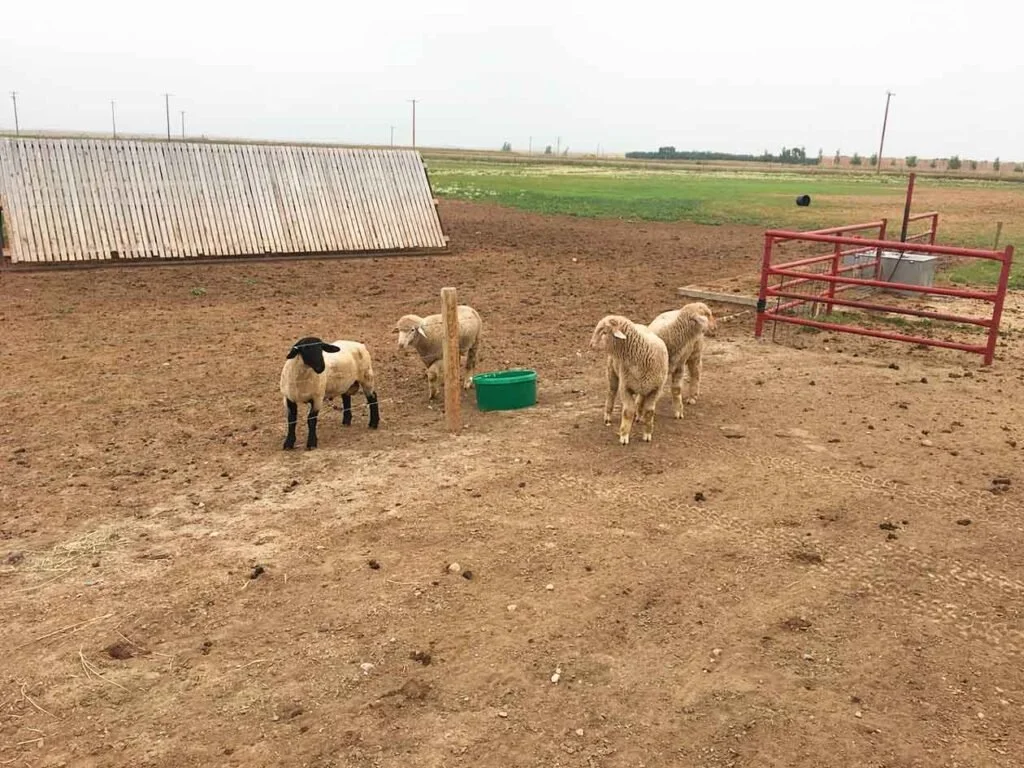 13% Sheep Tub (125lbs)
