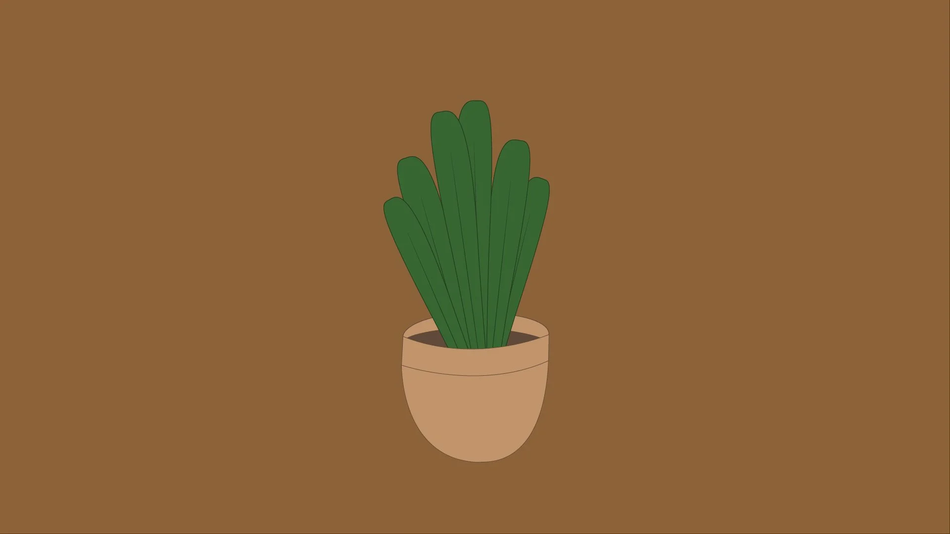 Sansevieria Plant