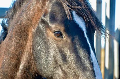 What is a Waler | Waler Horse Society of Australia | Close up headshot of Waler Horse