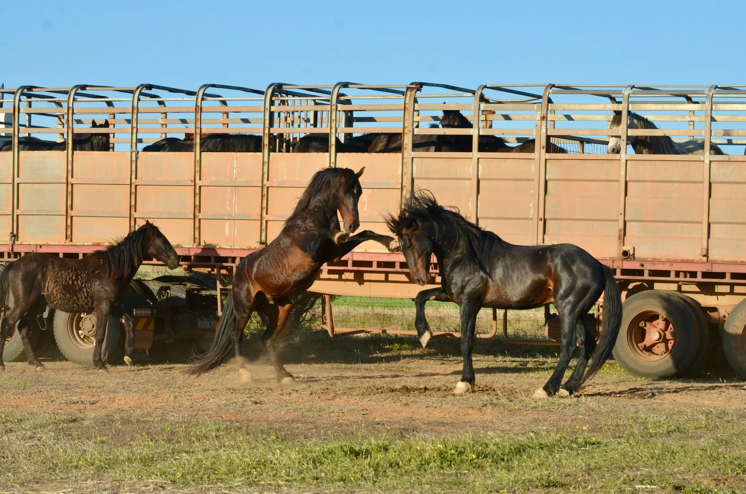 Dudley Park Stallions.jpeg