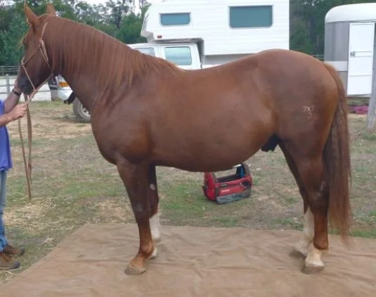 What is a Waler | Waler Horse Society of Australia | Heavy Waler horse