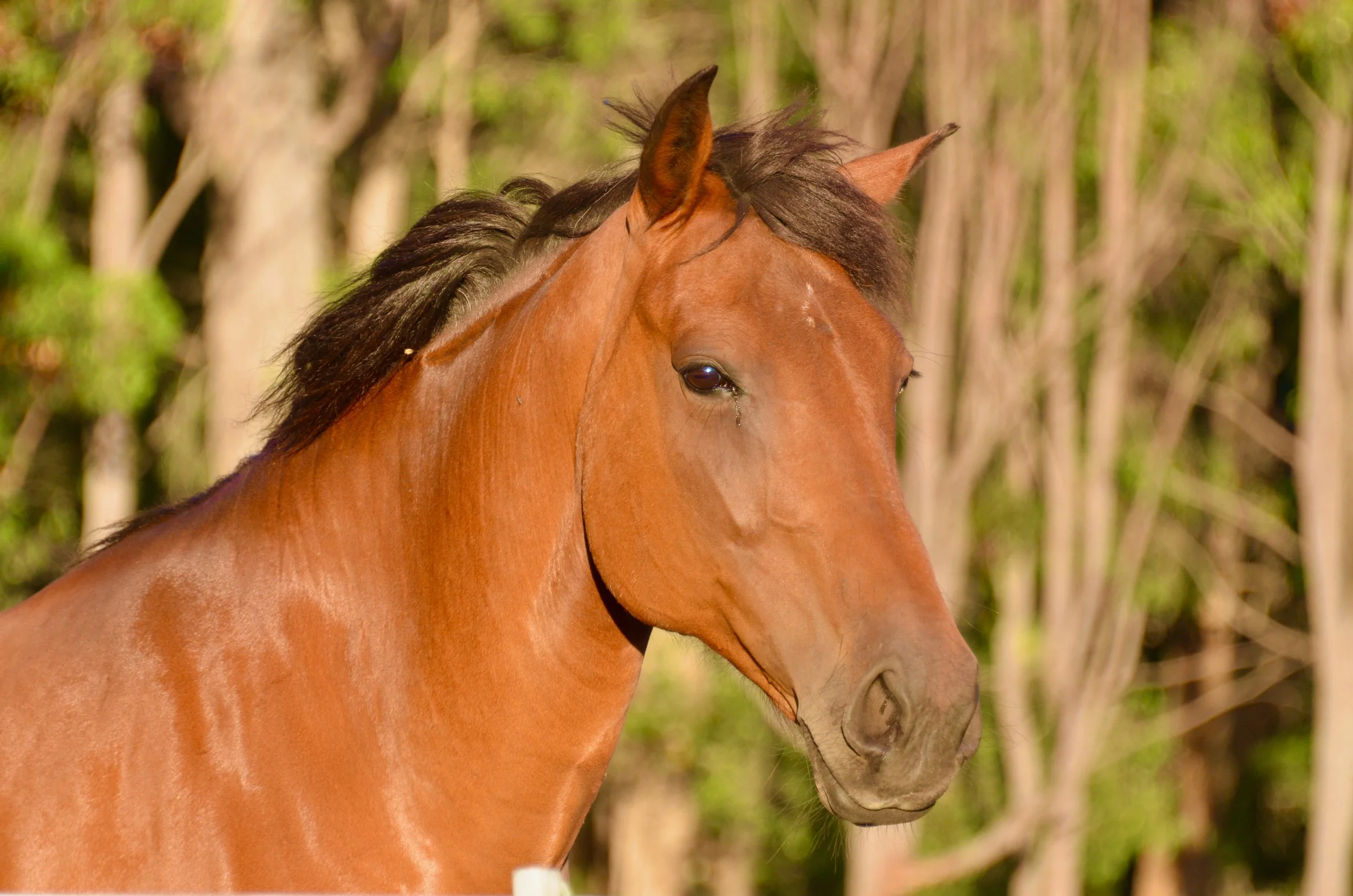 Wadi Farm Memphis W0691.jpeg