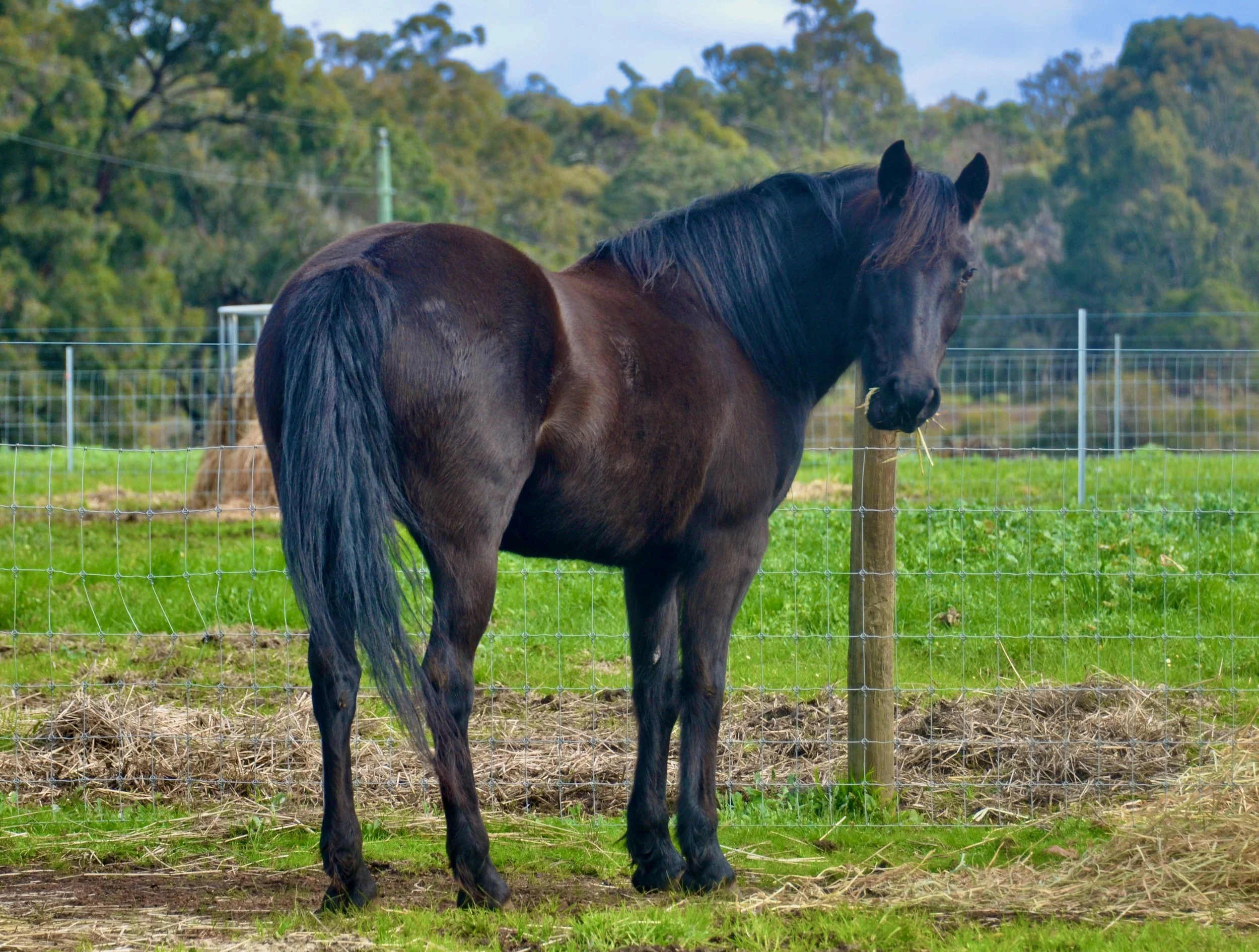 Prenti Downs Acacia WF0798.jpeg