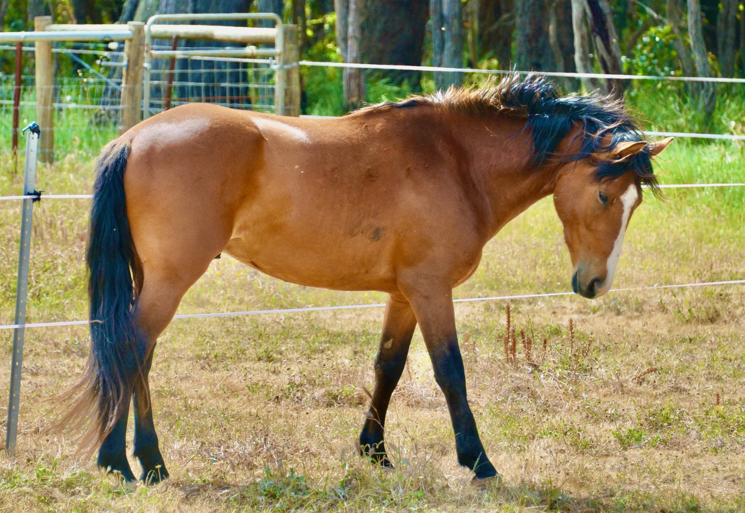 Waler Heart Finn W1173.jpeg