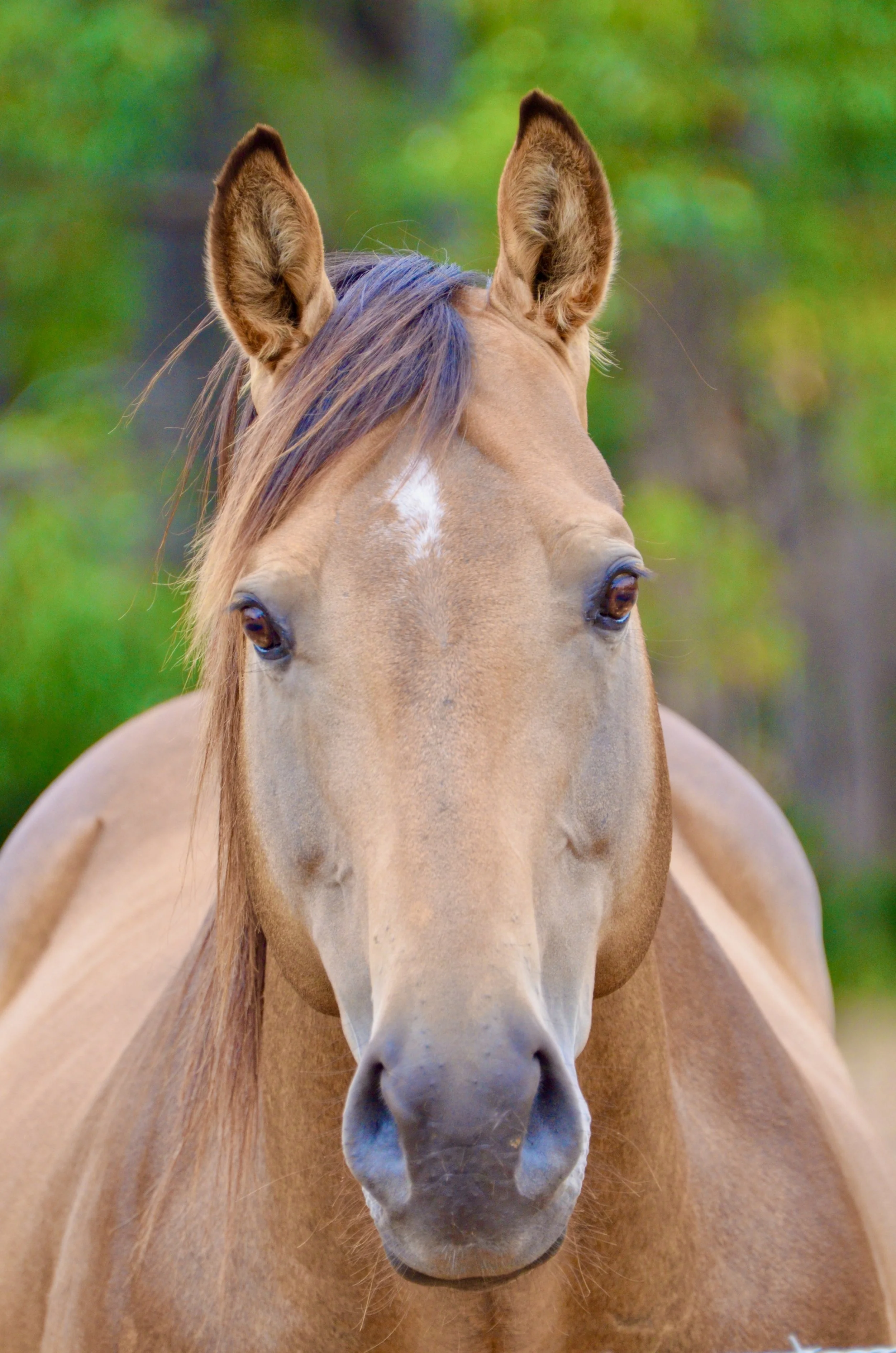 Clayton Something Special WF0815.jpeg