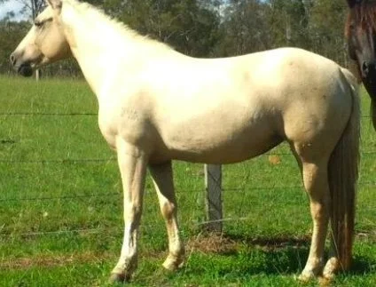 What is a Waler | Waler Horse Society of Australia | Pony Waler horse
