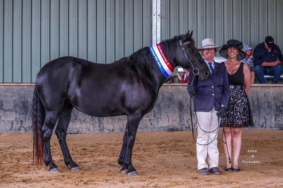 Tribute Midnight1.jpeg