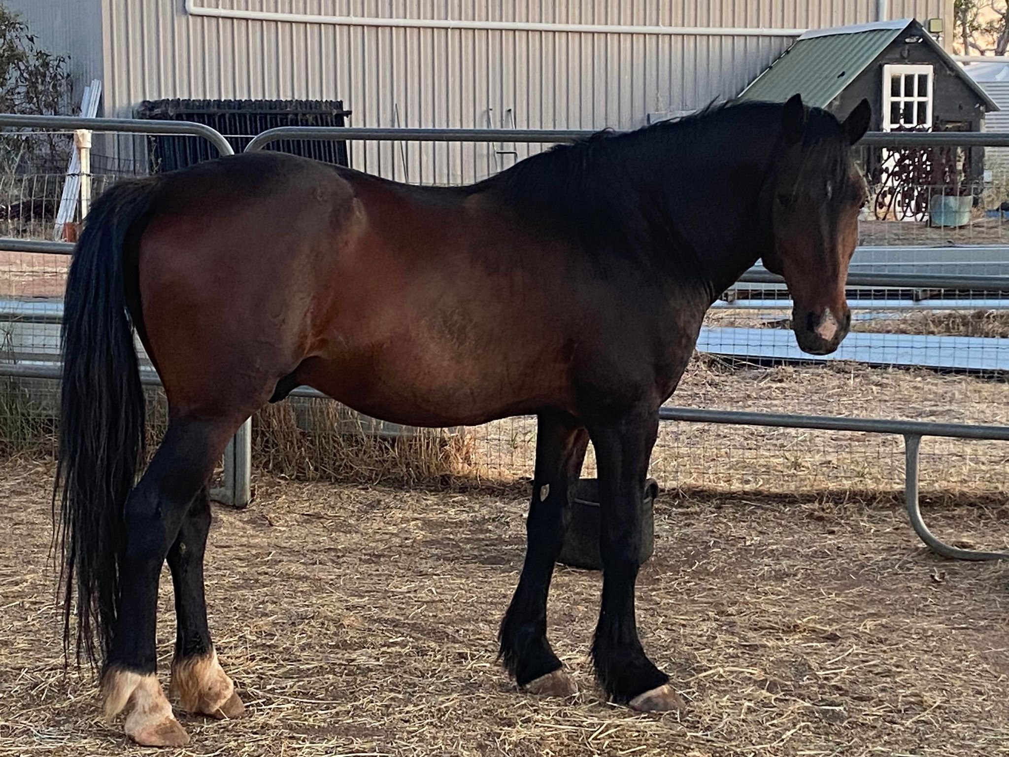 Mt Weld Django 2.jpg