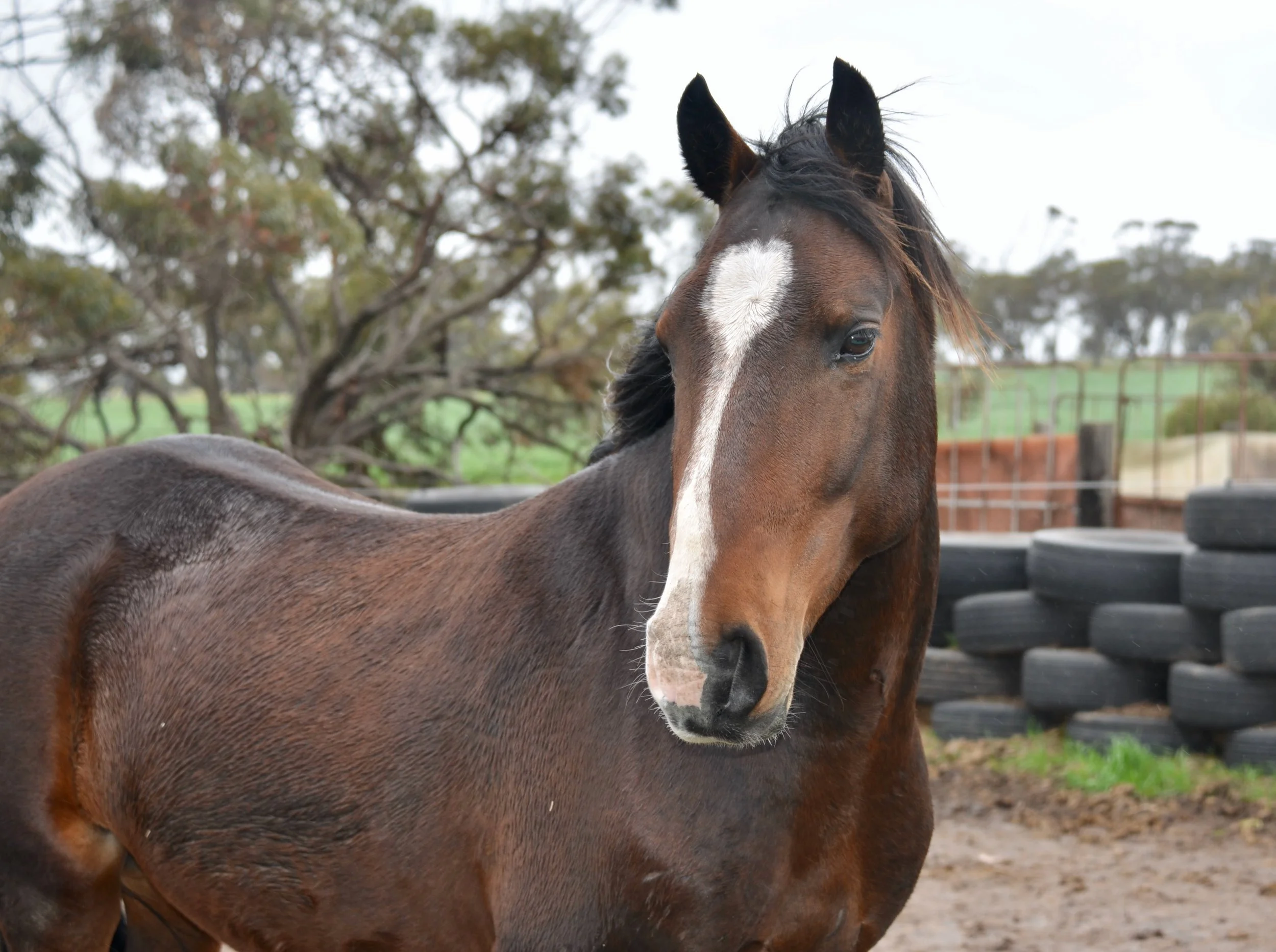 Mount Weld Banksy WF1243.jpeg