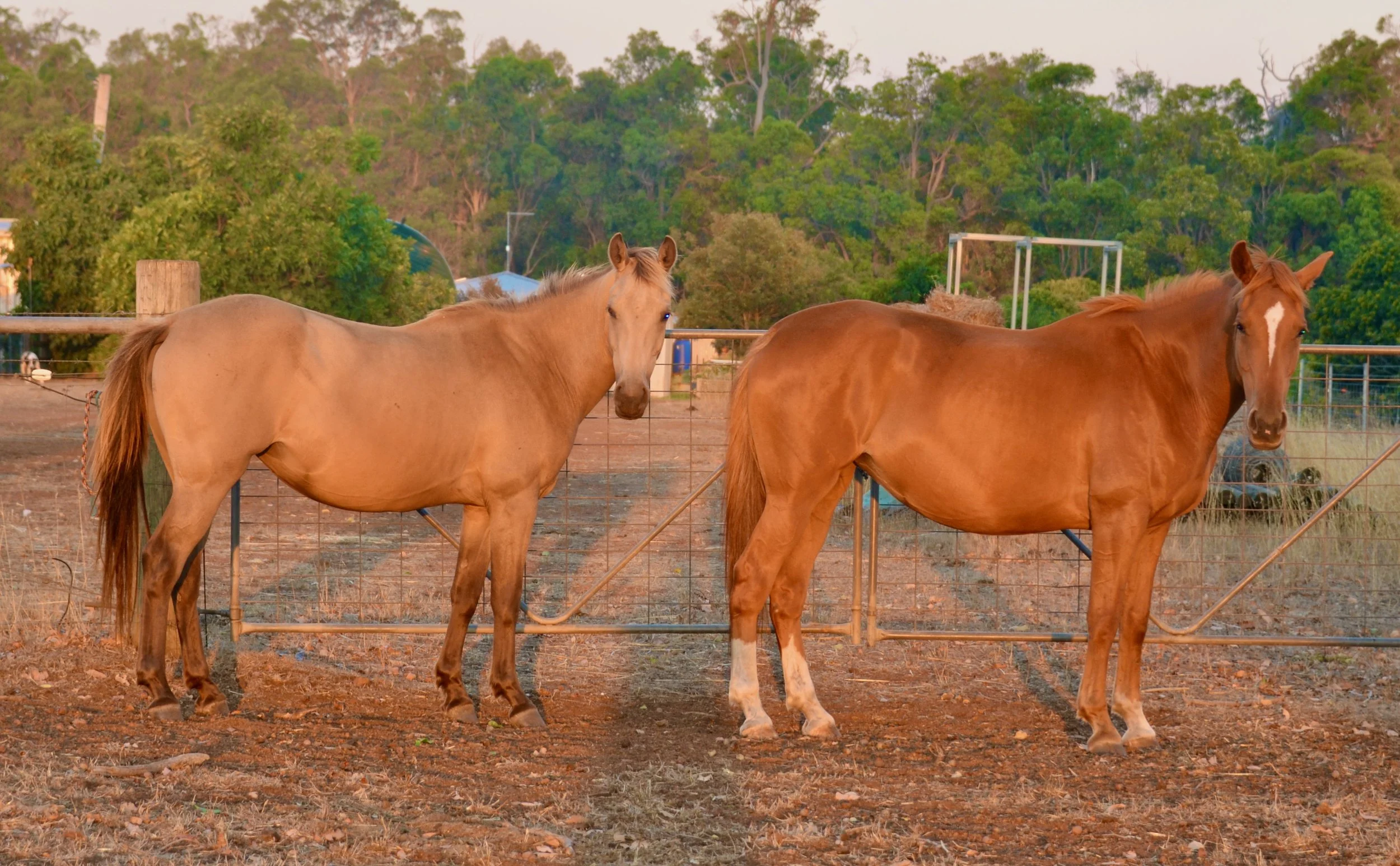 StoneField New Sensation & StoneField Ada Vale.jpeg