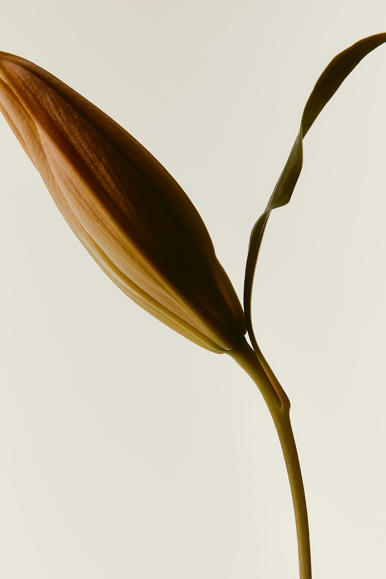 Close-up of a plant with a large brown leaf and a thin green stem against a plain light background.