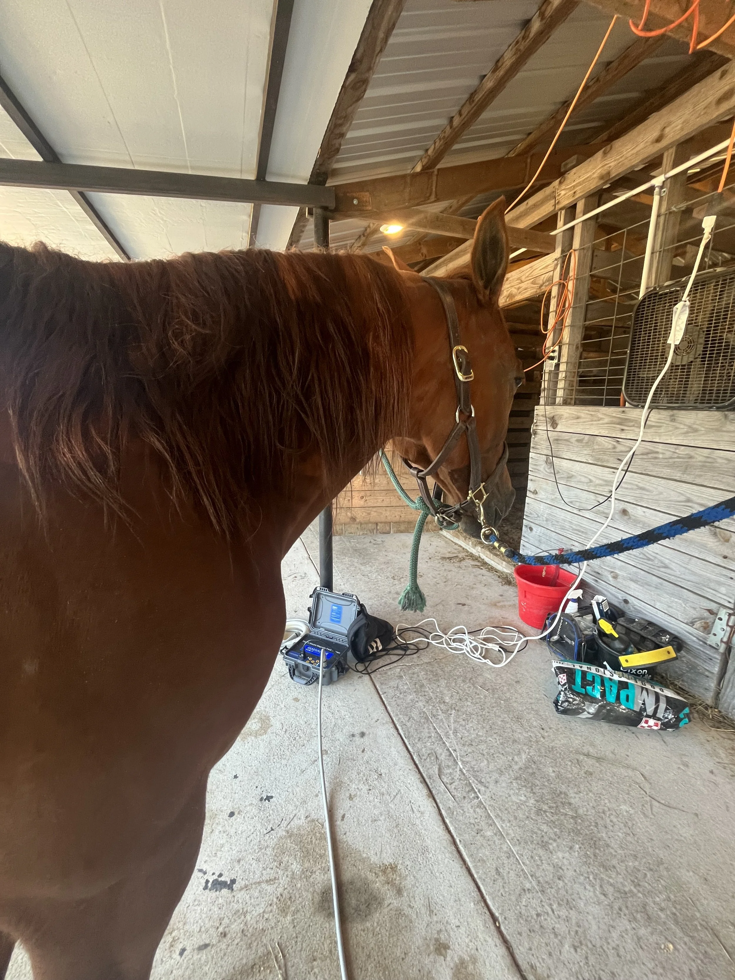 A brown horse with a black halter standing inside a barn, connected to PEMF equipment on the ground, with wooden walls and tools nearby.